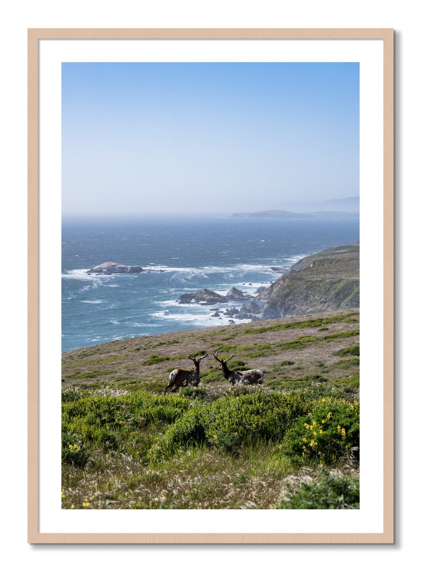 Framed photograph of Elk On The Bluff by Dylan Ozanich, Maple frame, Borders