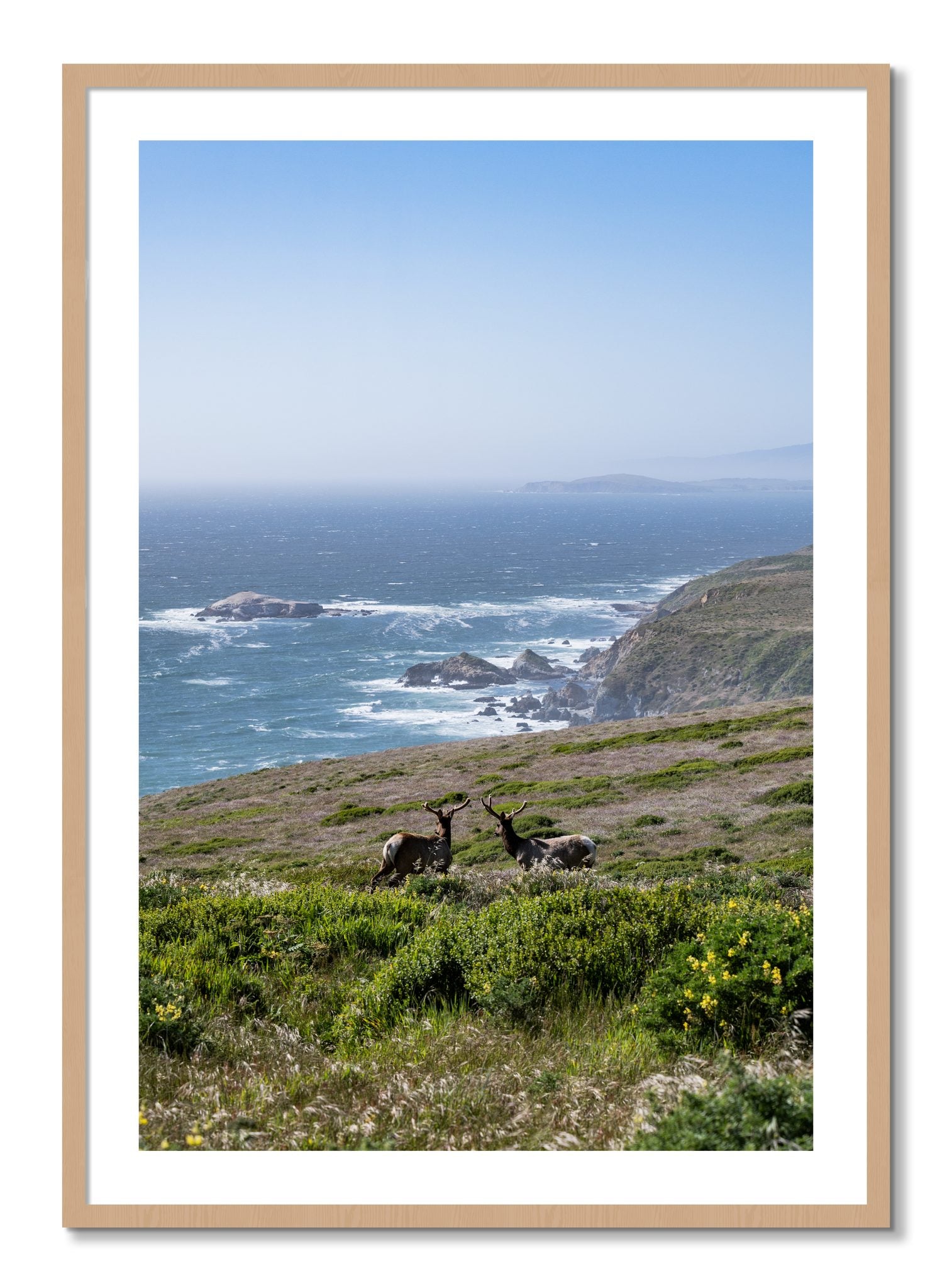 Framed photograph of Elk On The Bluff by Dylan Ozanich, Oak frame, Borders