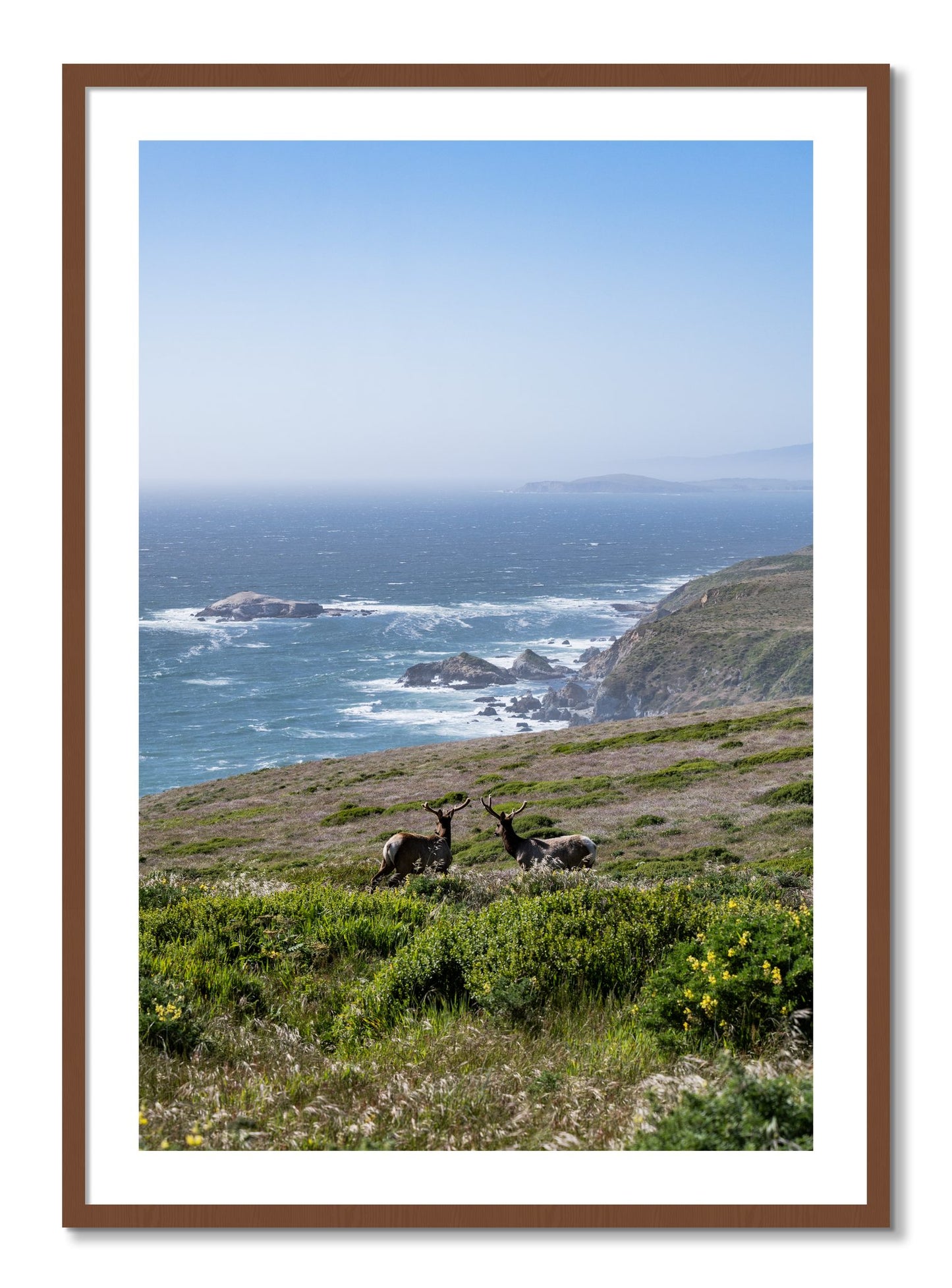 Framed photograph of Elk On The Bluff by Dylan Ozanich, Walnut frame, Borders