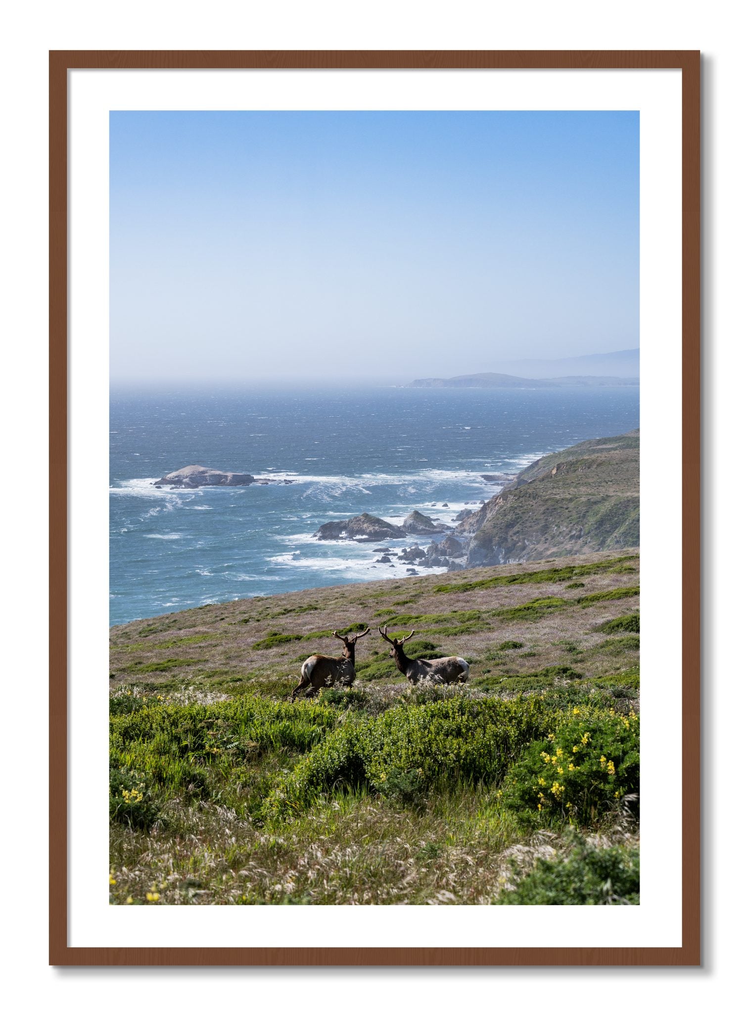 Framed photograph of Elk On The Bluff by Dylan Ozanich, Walnut frame, Borders