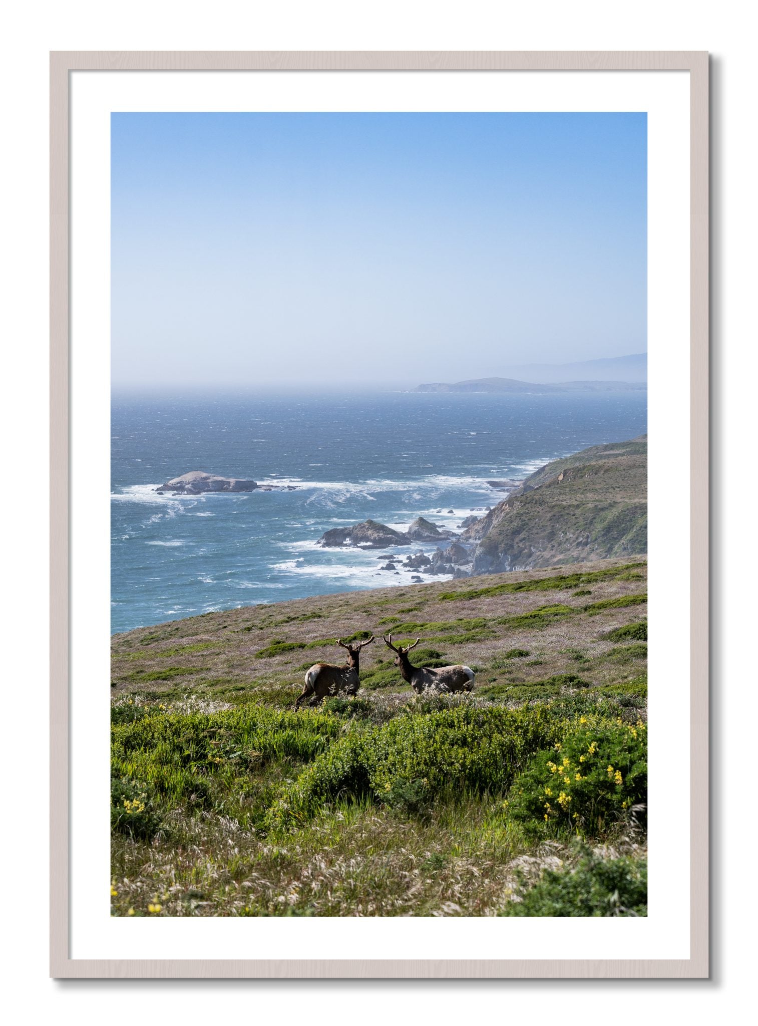 Framed photograph of Elk On The Bluff by Dylan Ozanich, White Maple frame, Borders
