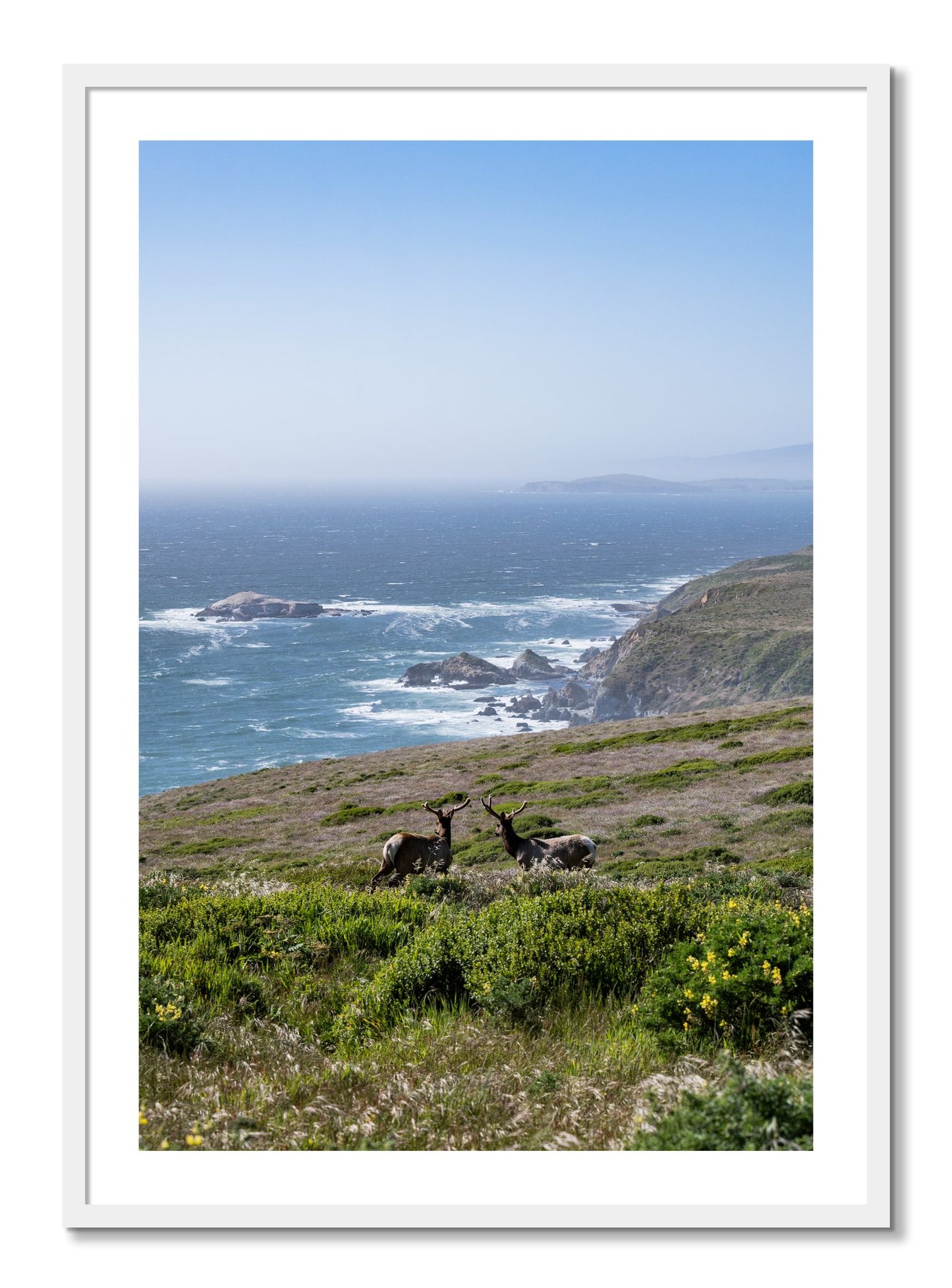 Framed photograph of Elk On The Bluff by Dylan Ozanich, White frame, Borders