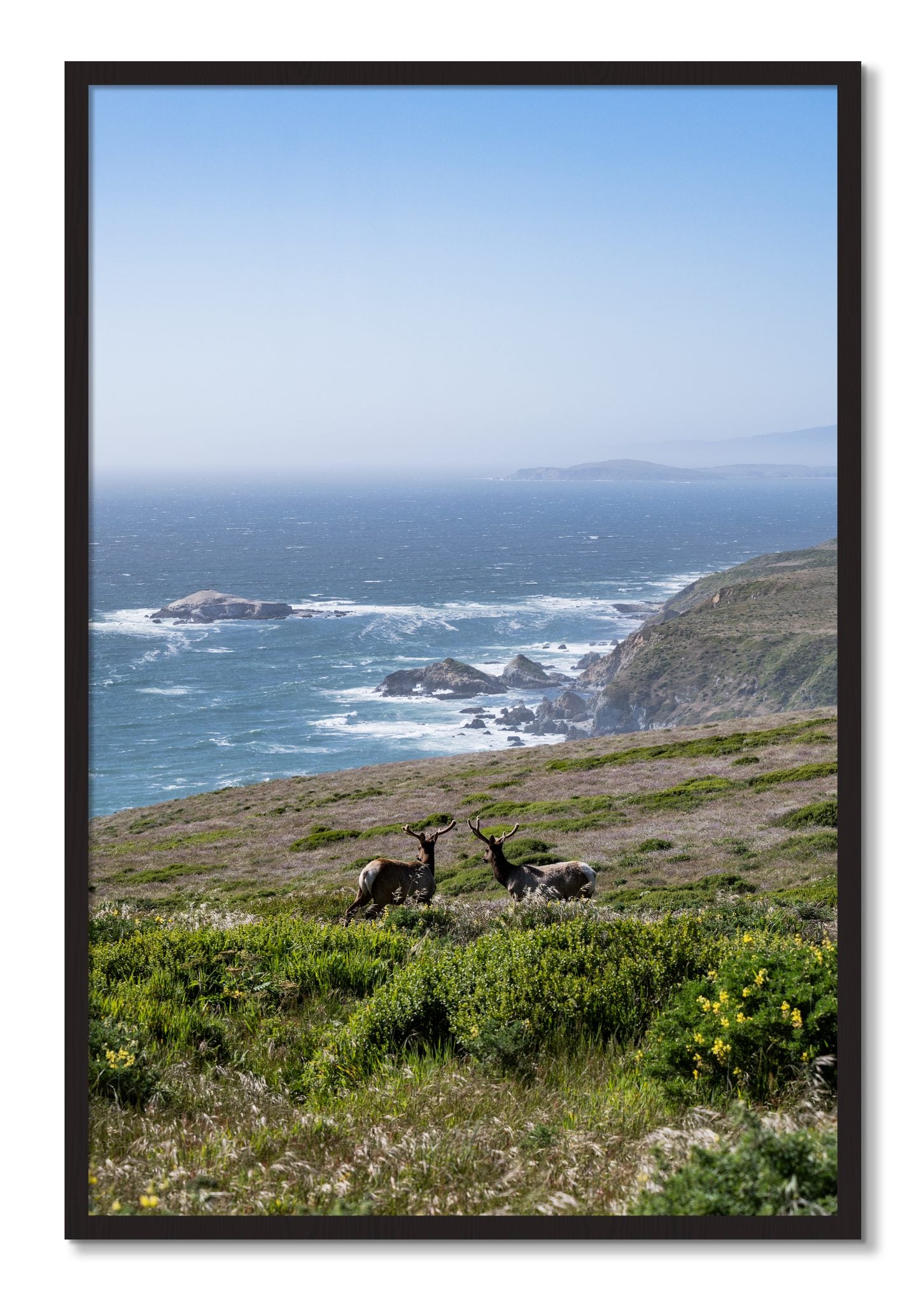 Framed photograph of Elk On The Bluff by Dylan Ozanich, Black Walnut frame, Full Bleed