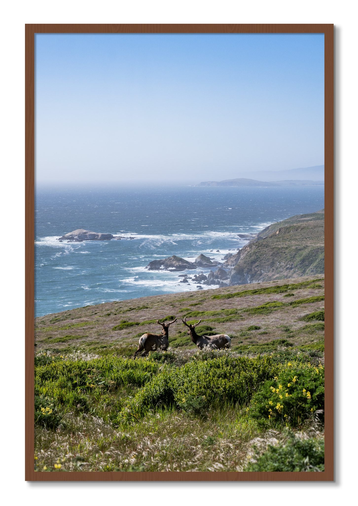 Framed photograph of Elk On The Bluff by Dylan Ozanich, Walnut frame, Full Bleed