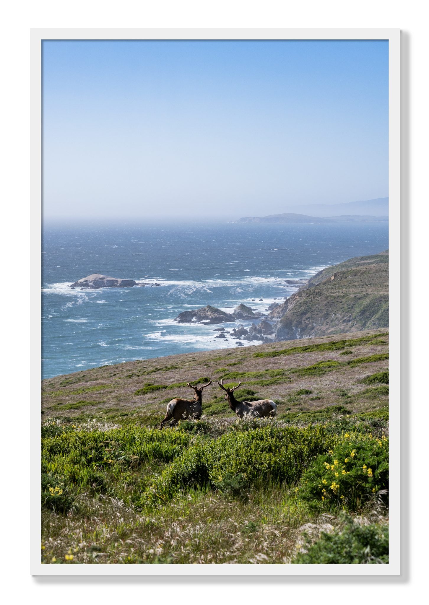 Framed photograph of Elk On The Bluff by Dylan Ozanich, White frame, Full Bleed