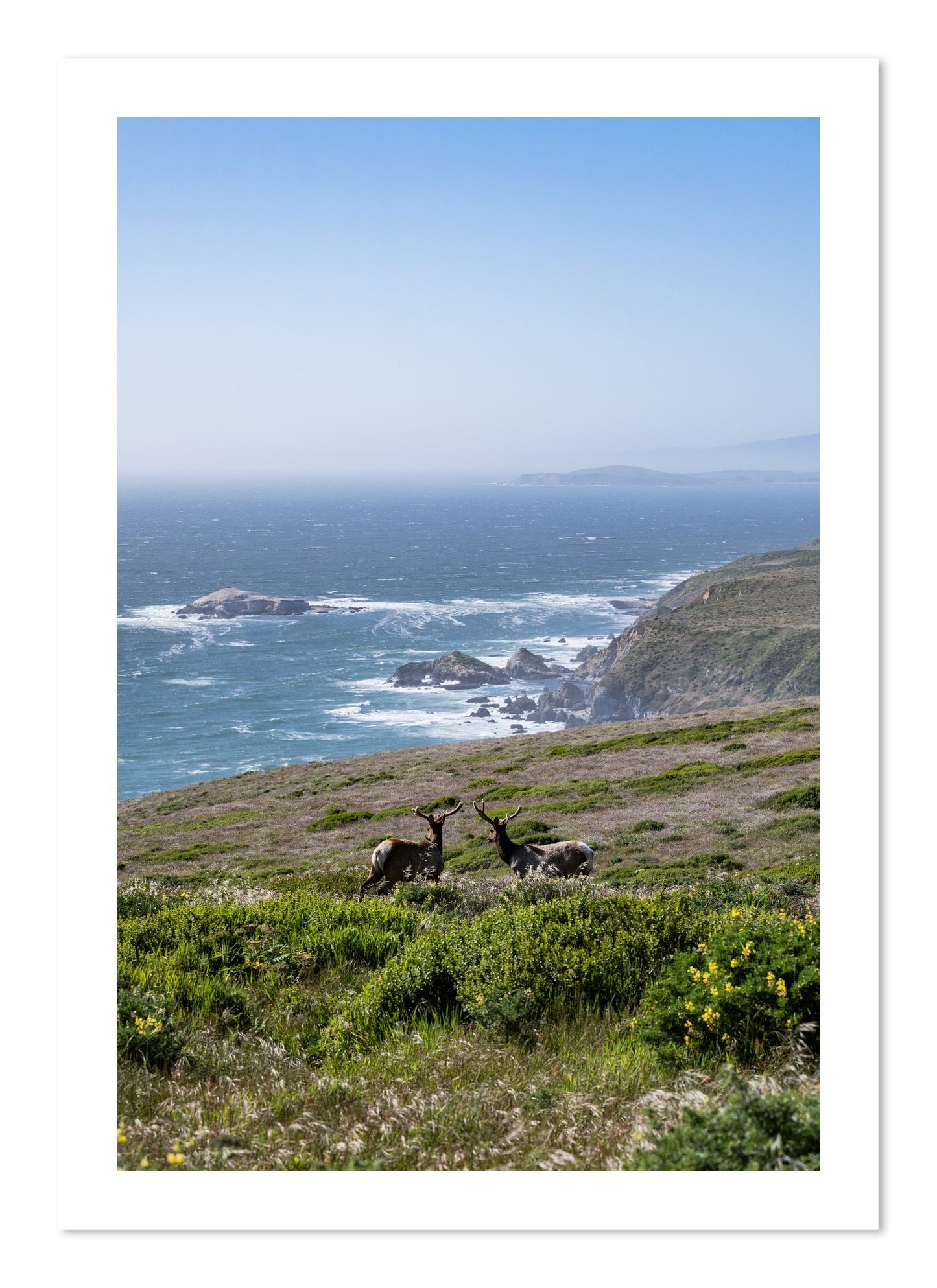 Fine art print of Elk On The Bluff by Dylan Ozanich, unframed