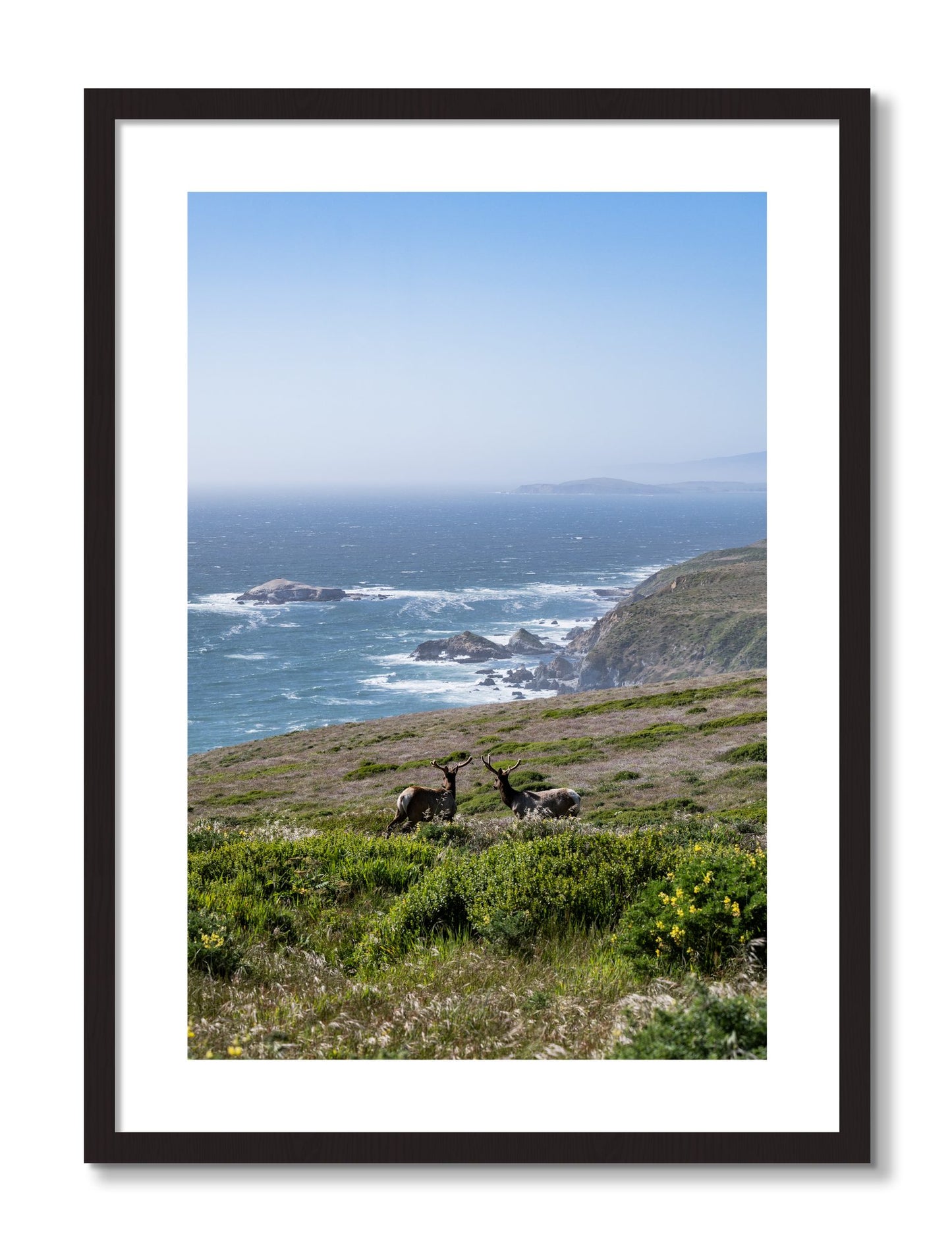 Framed photograph of Elk On The Bluff by Dylan Ozanich, Black Walnut frame, Borders