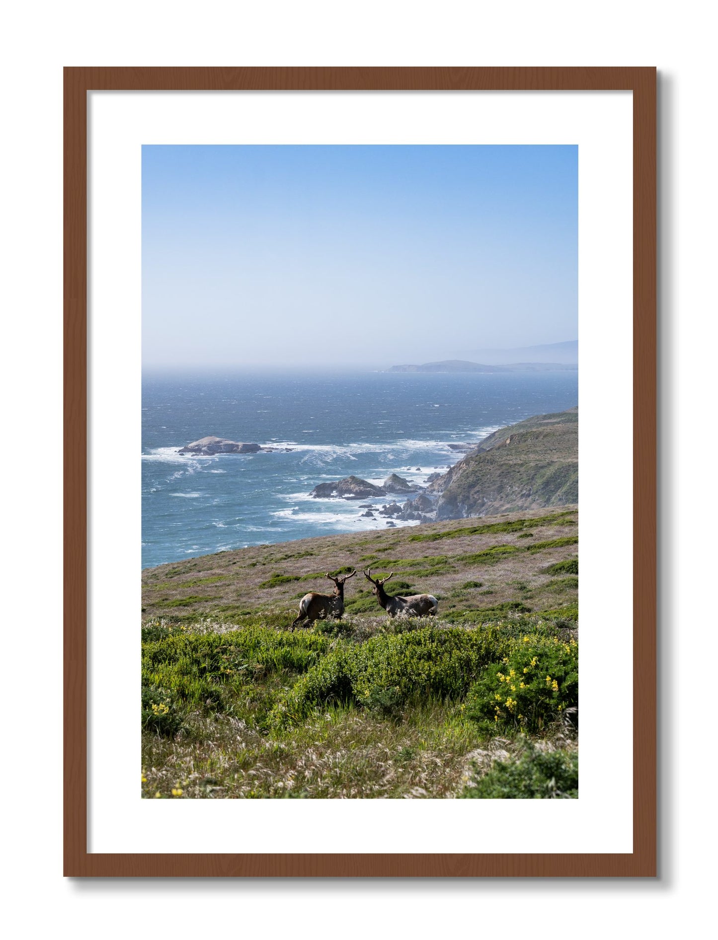 Framed photograph of Elk On The Bluff by Dylan Ozanich, Walnut frame, Borders