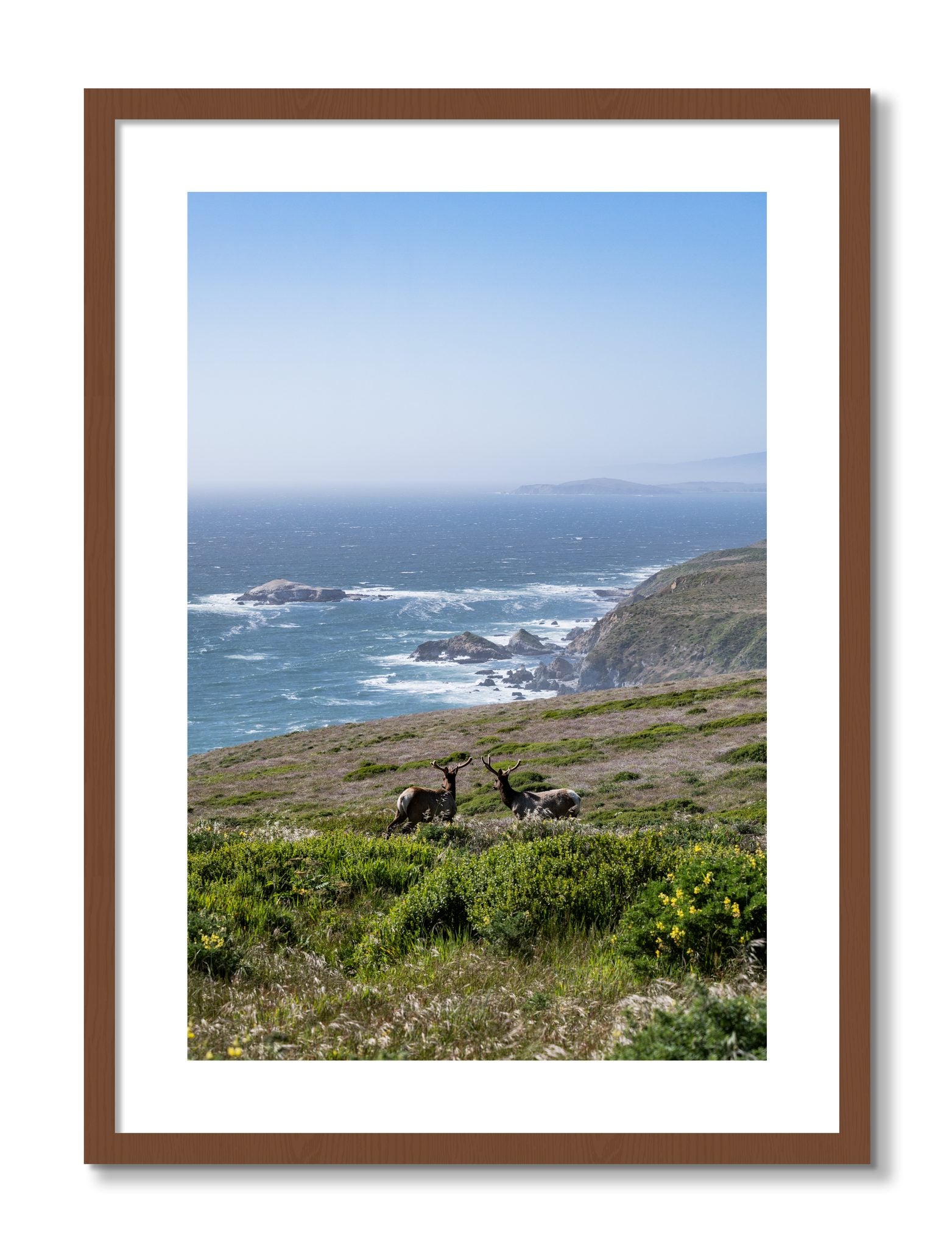 Framed photograph of Elk On The Bluff by Dylan Ozanich, Walnut frame, Borders