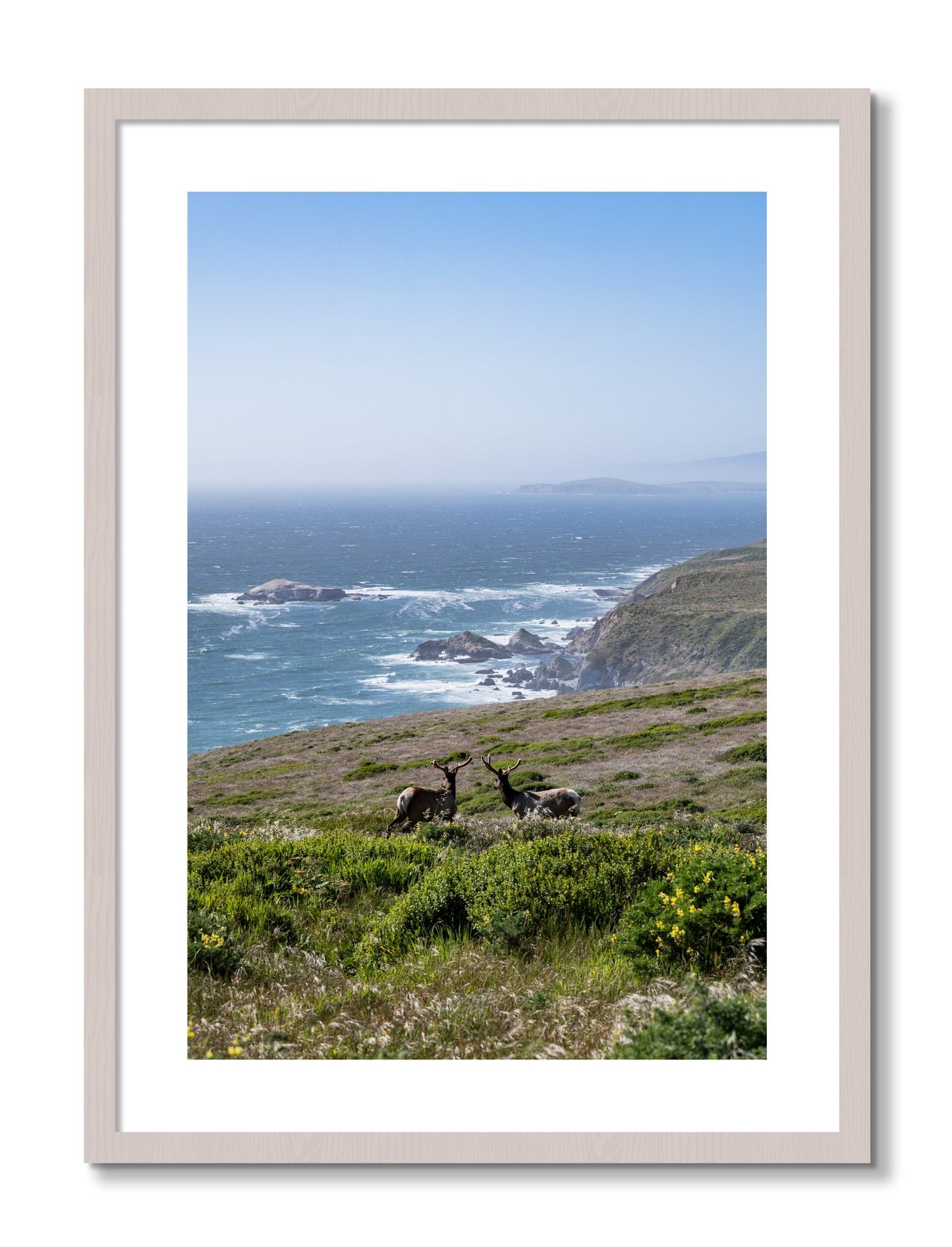 Framed photograph of Elk On The Bluff by Dylan Ozanich, White Maple frame, Borders
