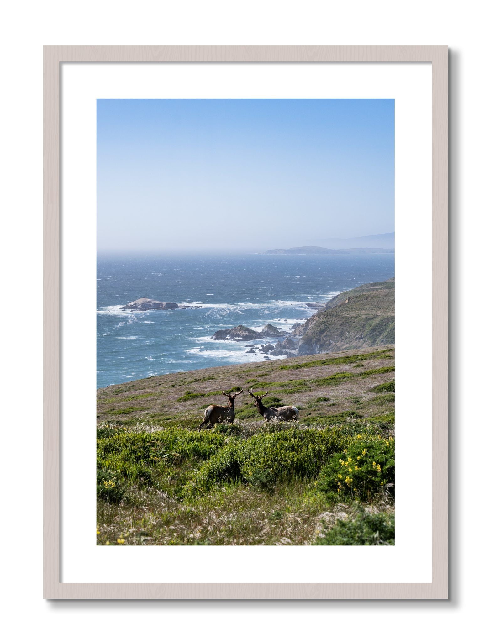 Framed photograph of Elk On The Bluff by Dylan Ozanich, White Maple frame, Borders