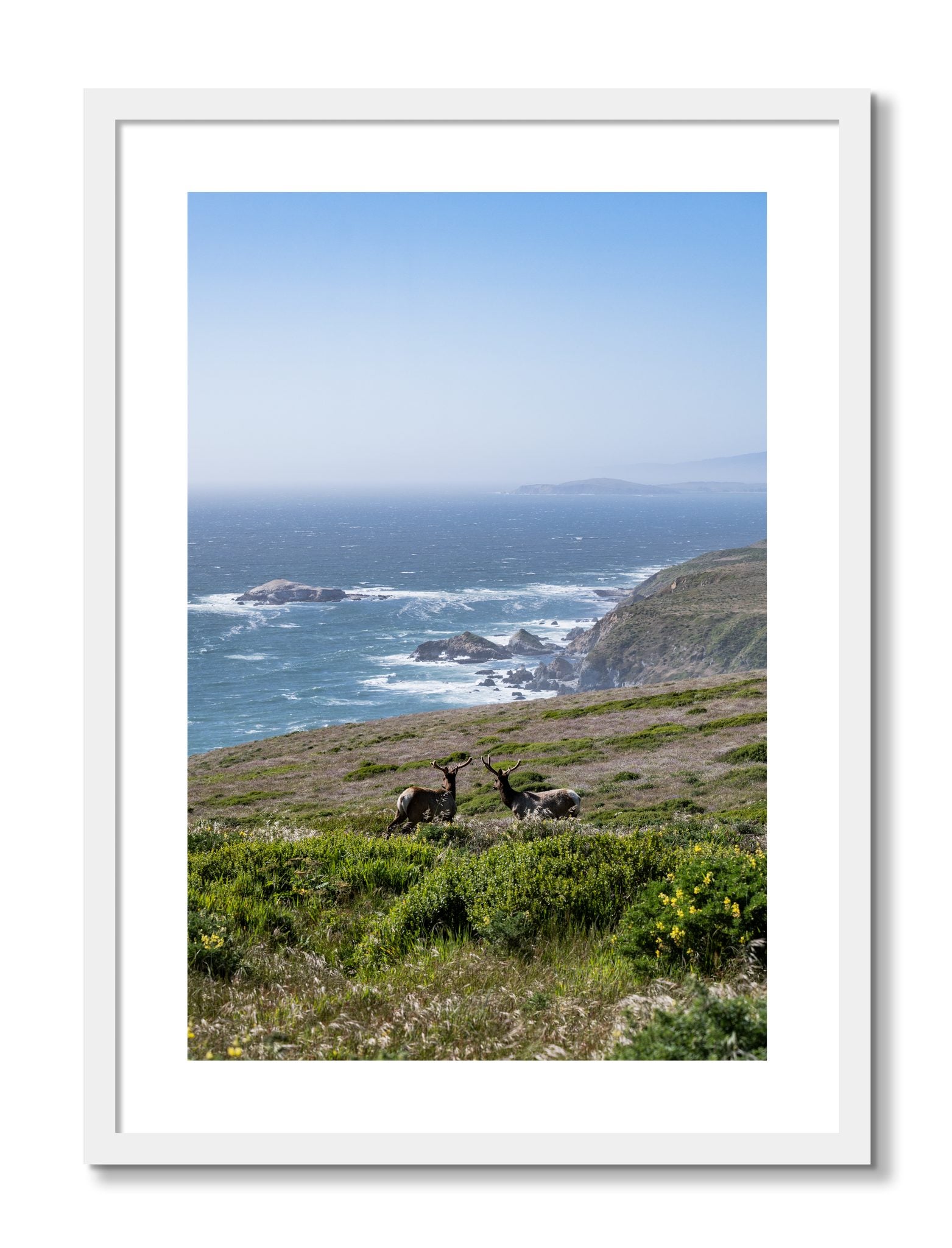 Framed photograph of Elk On The Bluff by Dylan Ozanich, White frame, Borders