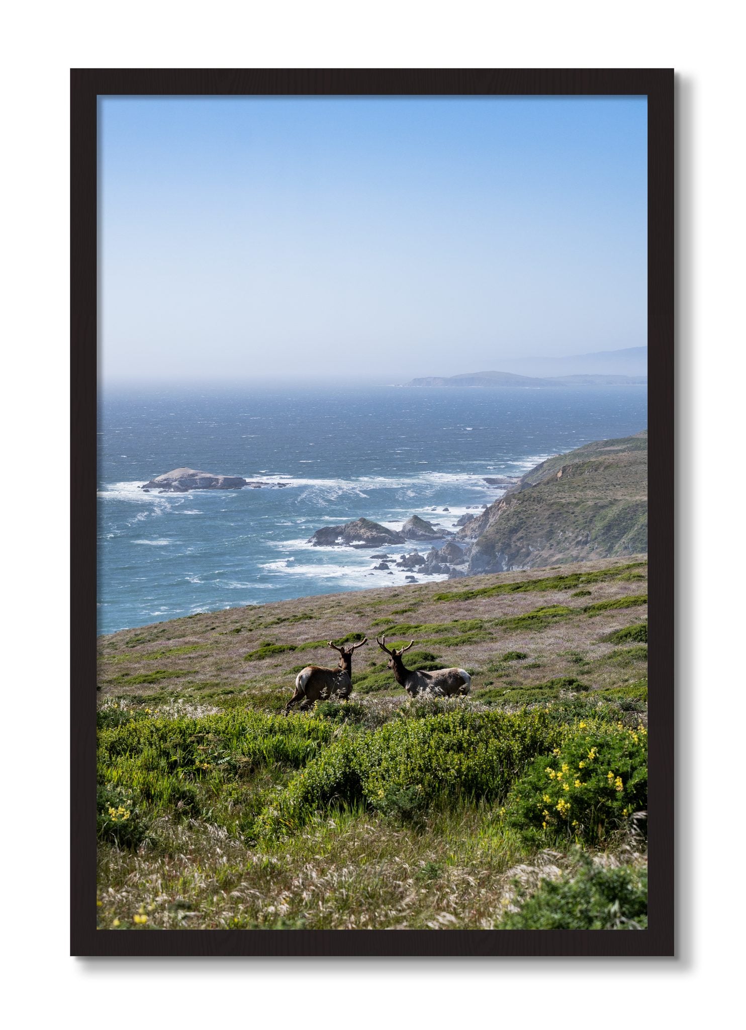 Framed photograph of Elk On The Bluff by Dylan Ozanich, Black Walnut frame, Full Bleed
