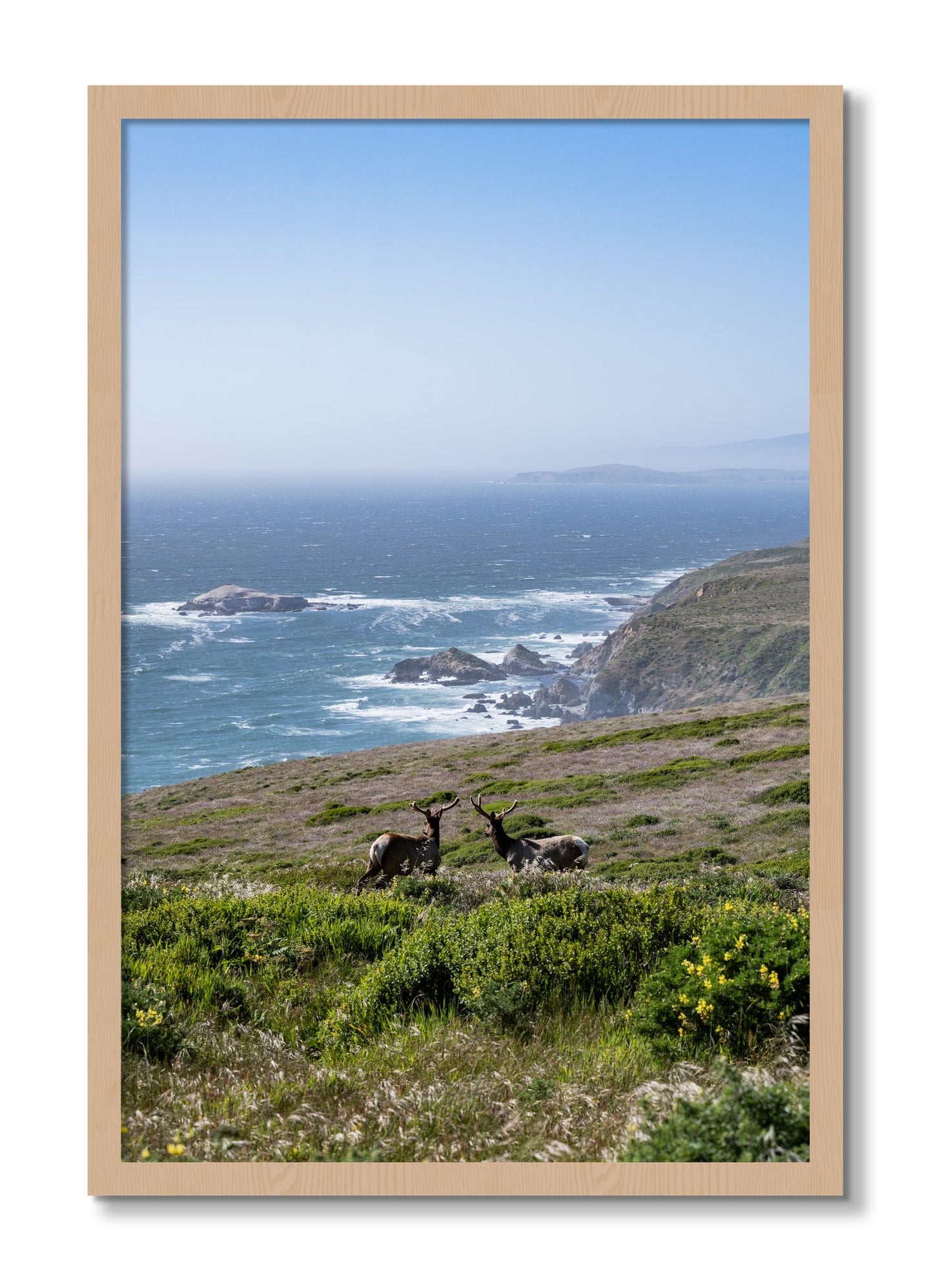 Framed photograph of Elk On The Bluff by Dylan Ozanich, Oak frame, Full Bleed