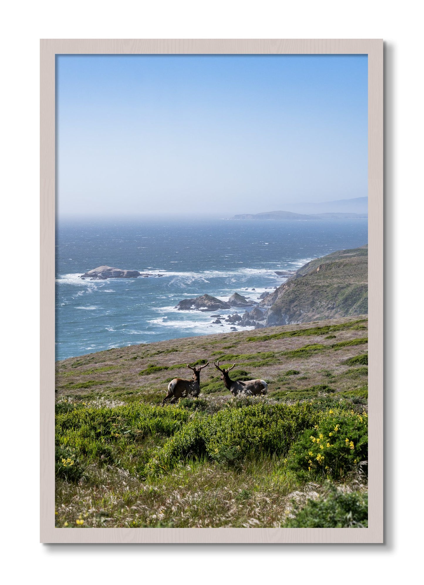 Framed photograph of Elk On The Bluff by Dylan Ozanich, White Maple frame, Full Bleed