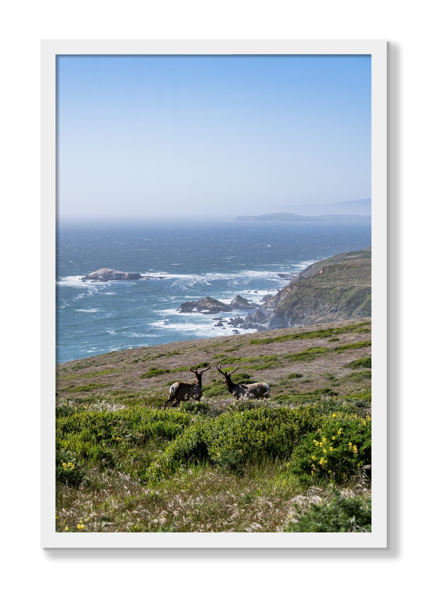 Framed photograph of Elk On The Bluff by Dylan Ozanich, White frame, Full Bleed