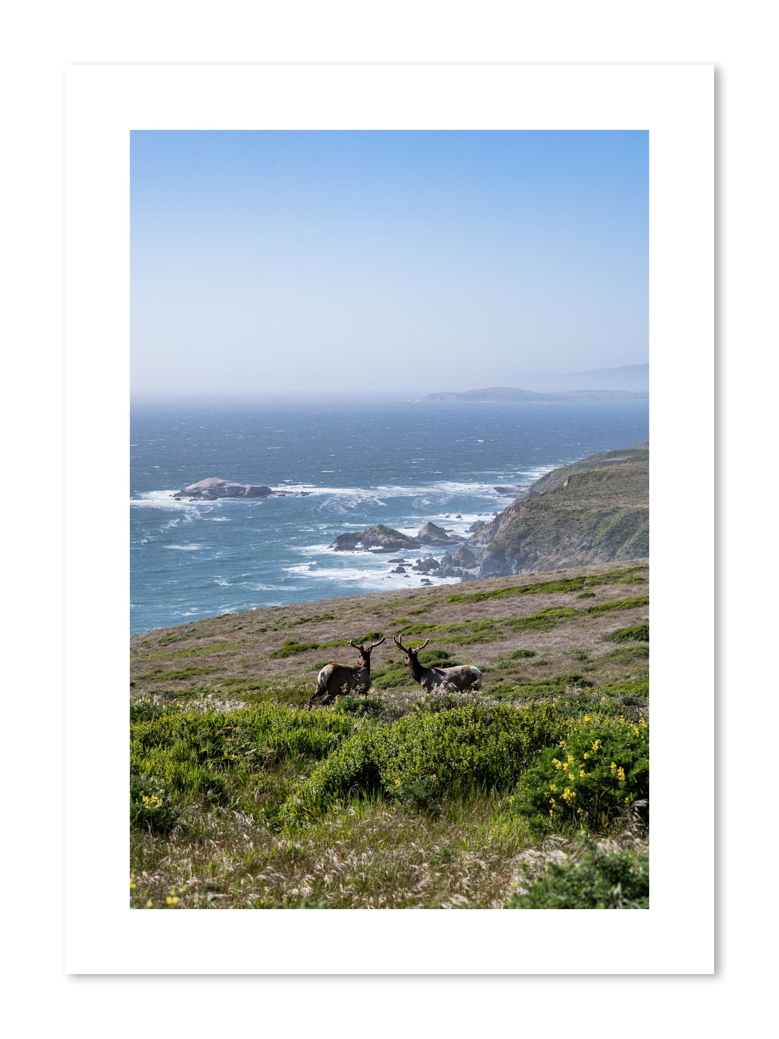 Fine art print of Elk On The Bluff by Dylan Ozanich, unframed