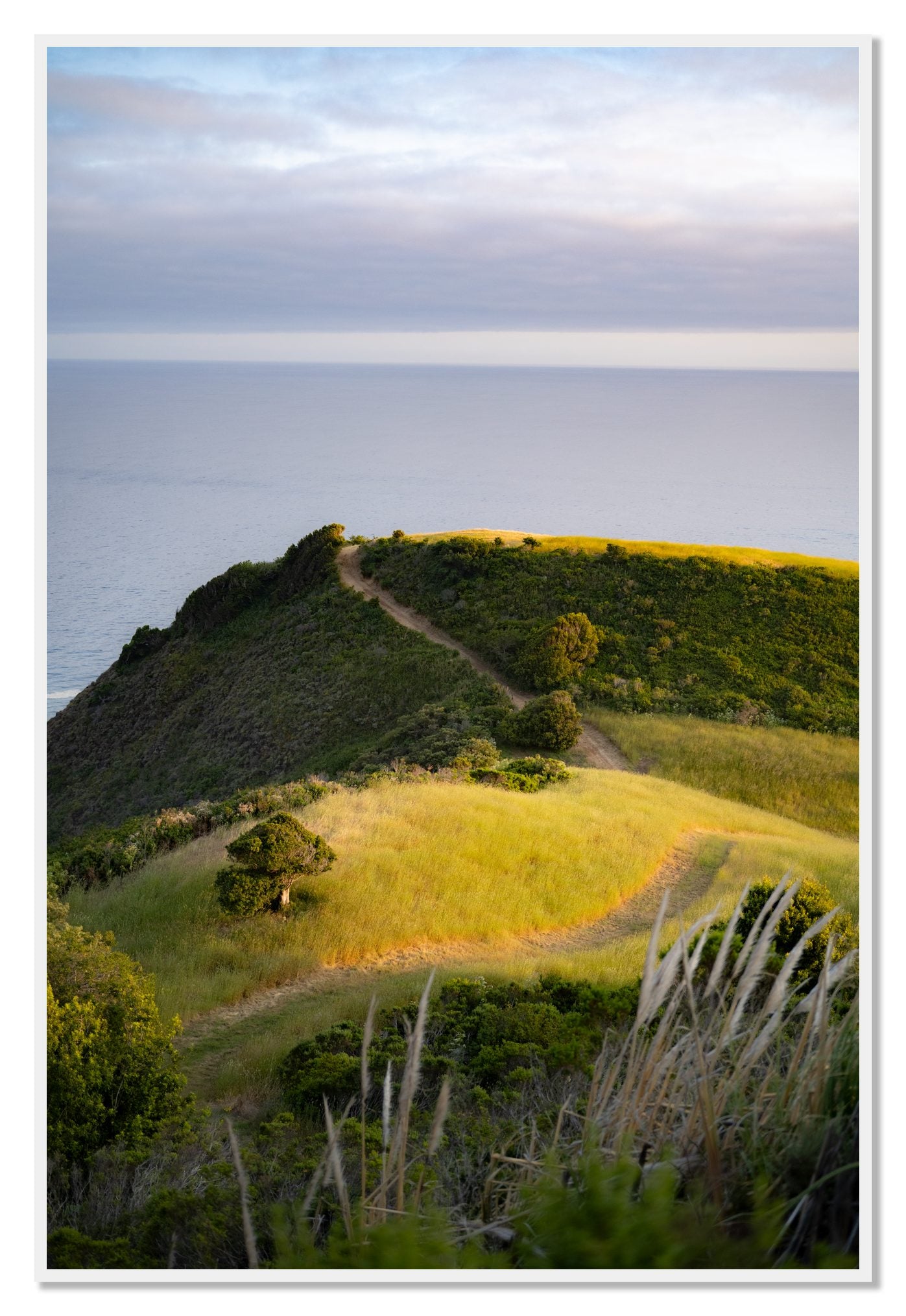 Golden Trail by Dylan Ozanich, 48×72 Full Bleed Print in a White frame