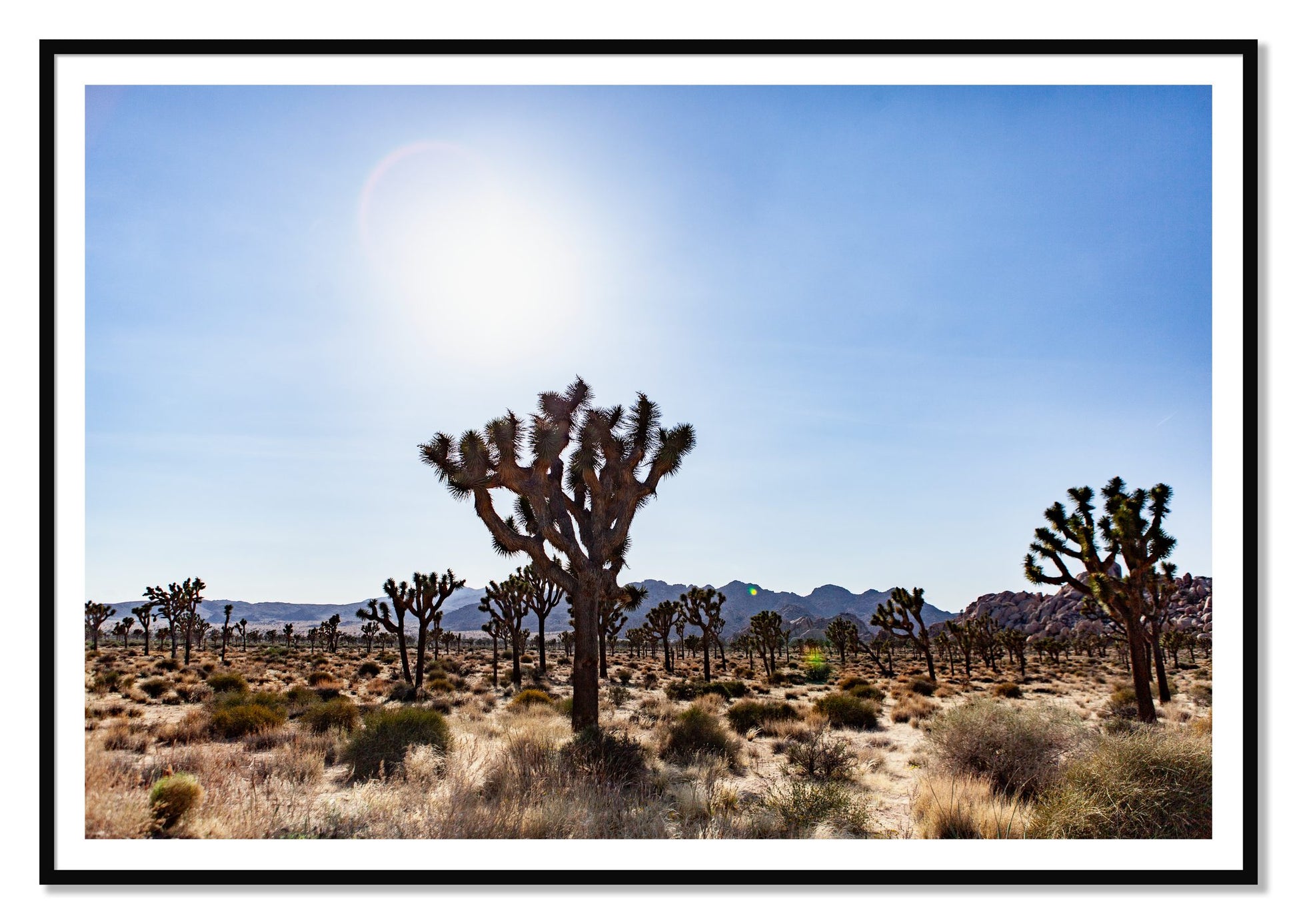 Joshua Tree by Dylan Ozanich, 48×72 print with a White Border in a Black frame
