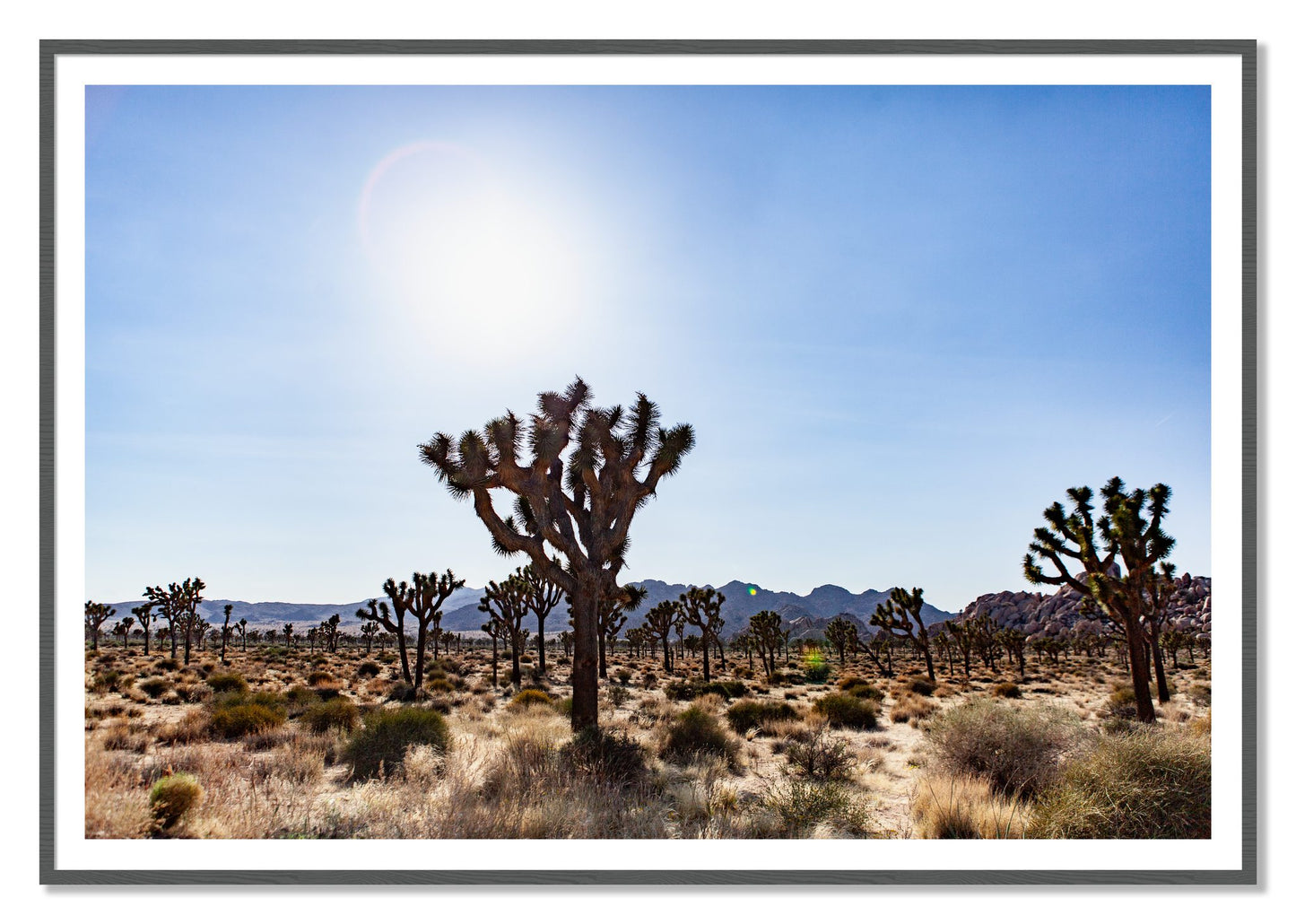 Joshua Tree by Dylan Ozanich, 48×72 print with a White Border in a Grey frame