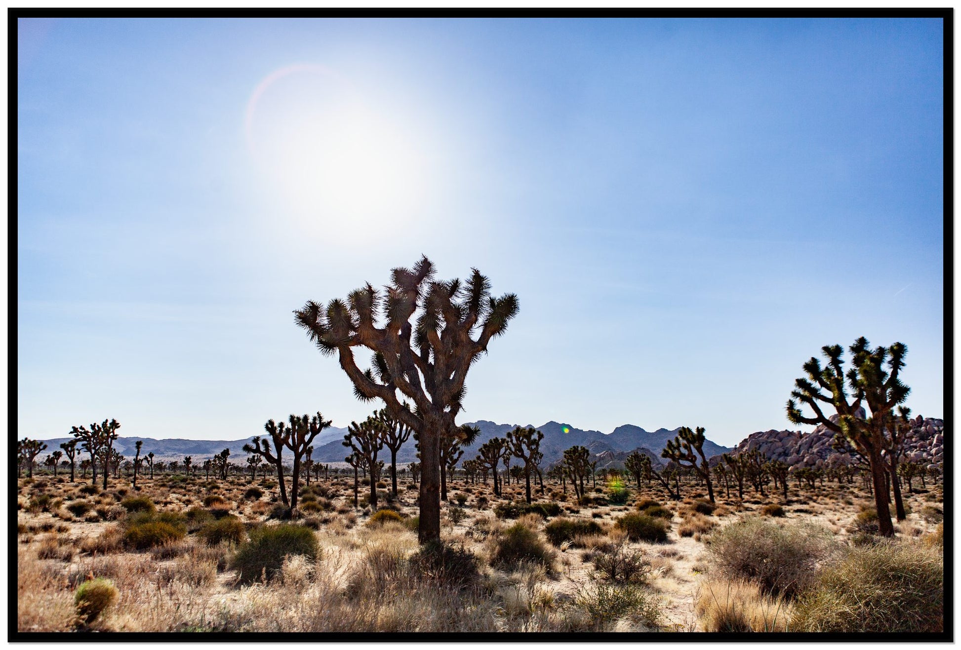 Joshua Tree by Dylan Ozanich, 48×72 Full Bleed Print in a Black frame