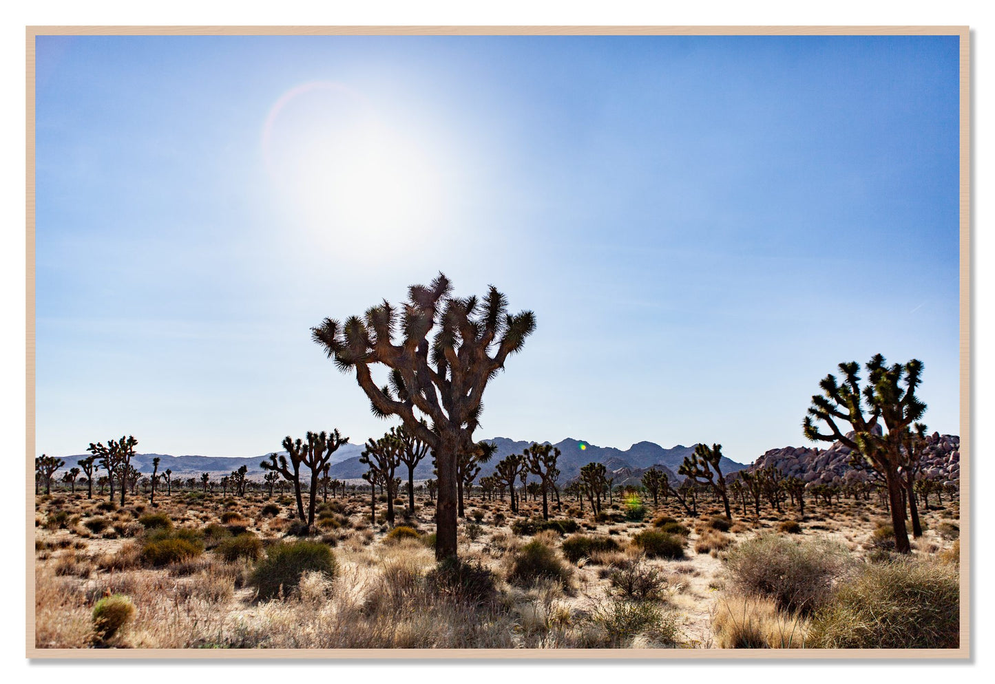 Joshua Tree by Dylan Ozanich, 48×72 Full Bleed Print in a Maple frame