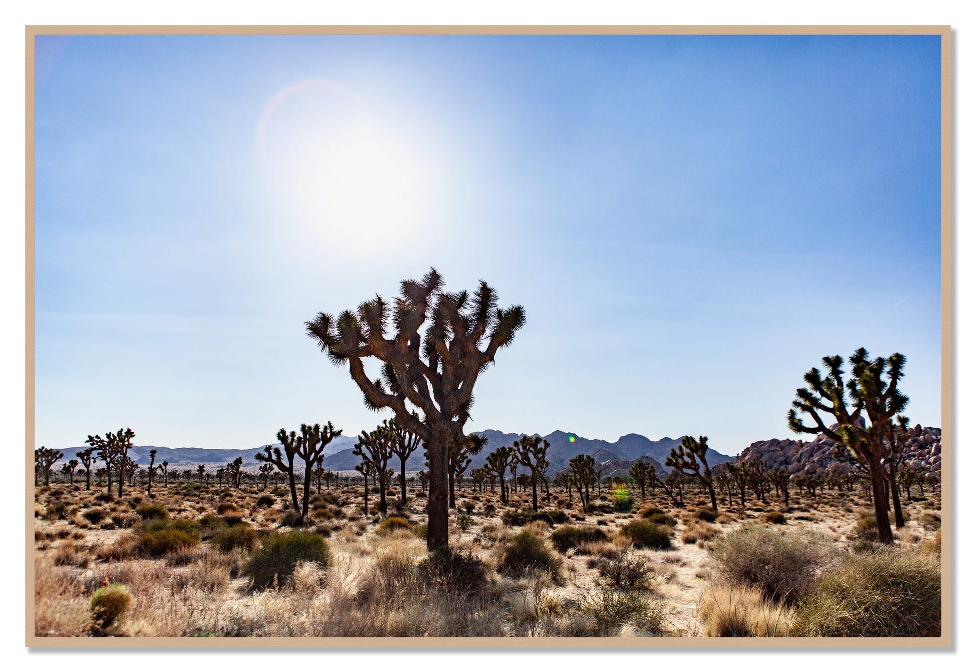 Joshua Tree by Dylan Ozanich, 48×72 Full Bleed Print in an Oak frame