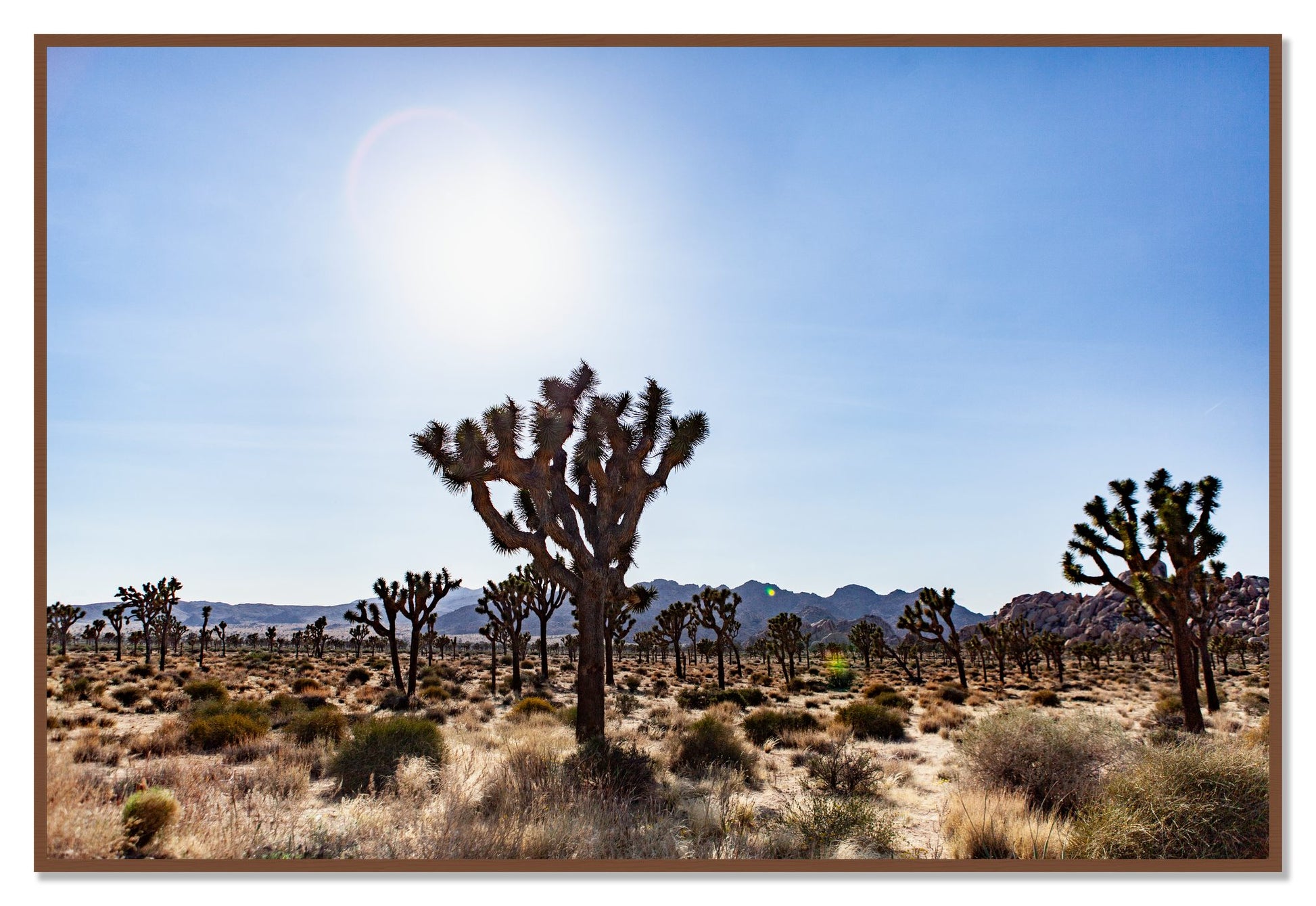 Joshua Tree by Dylan Ozanich, 48×72 Full Bleed Print in a Walnut frame