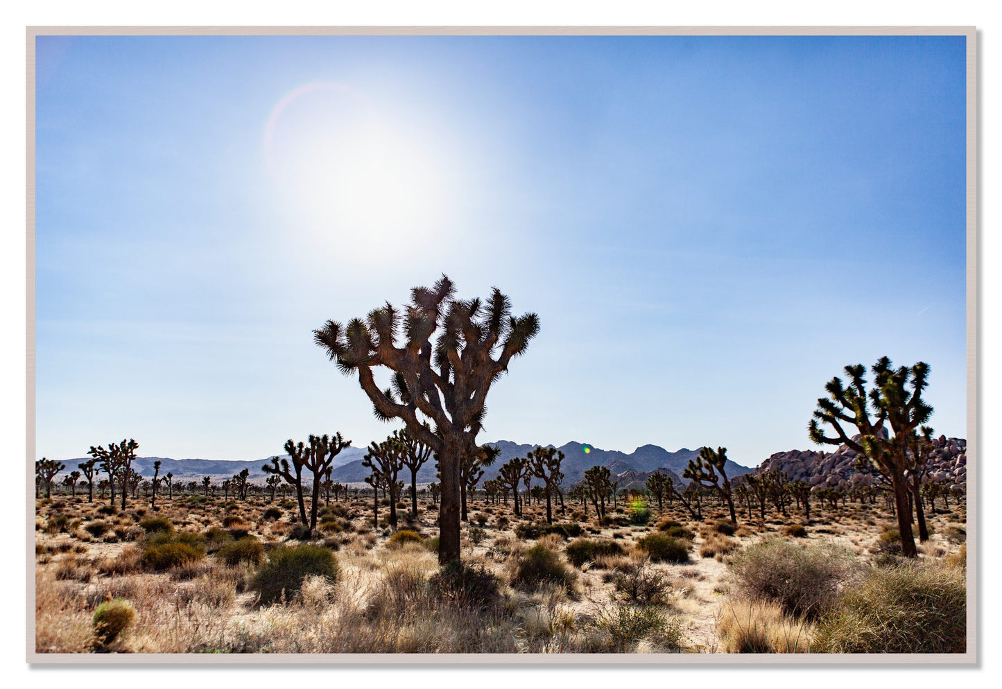 Joshua Tree by Dylan Ozanich, 48×72 Full Bleed Print in a White Maple frame