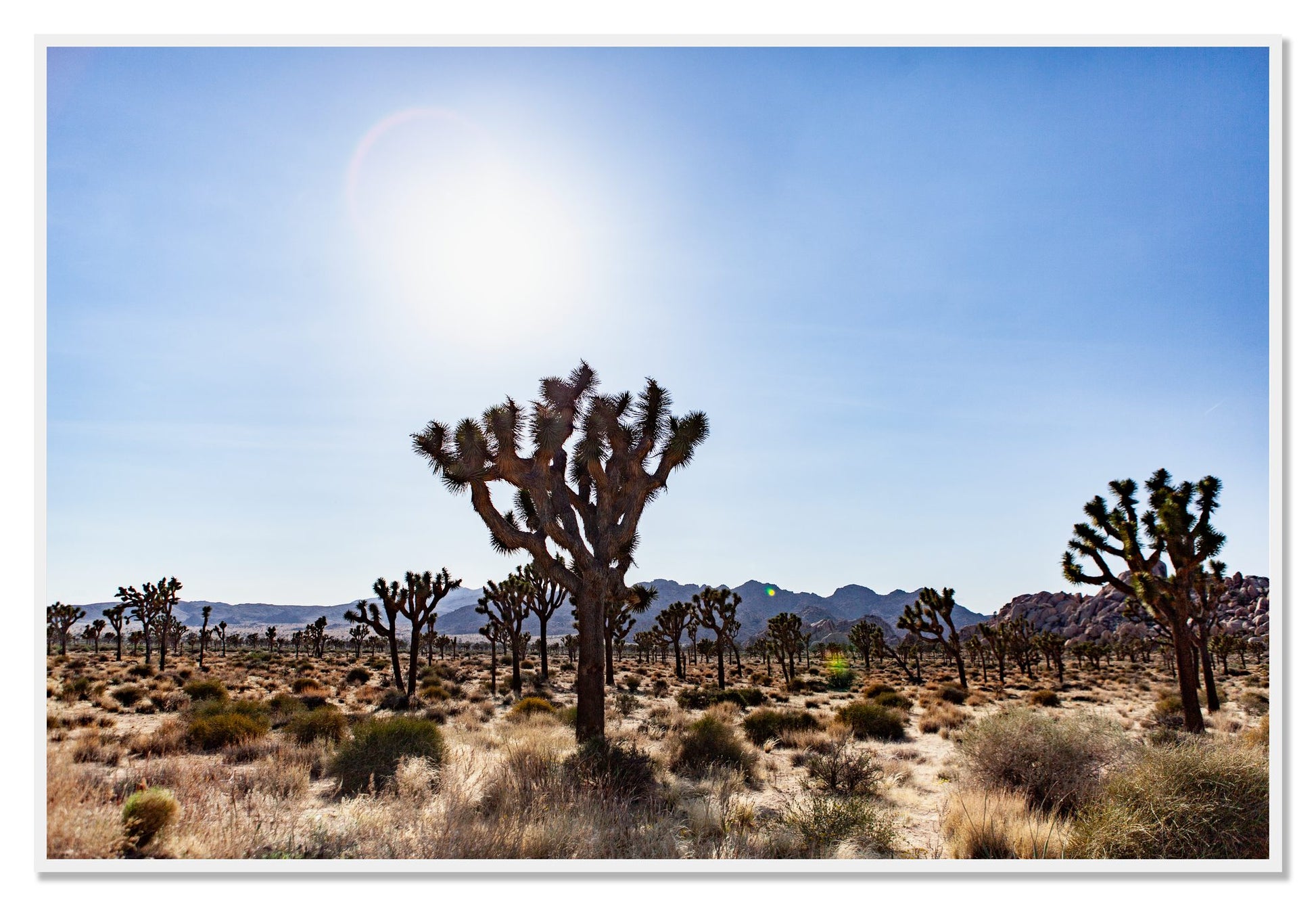 Joshua Tree by Dylan Ozanich, 48×72 Full Bleed Print in a White frame