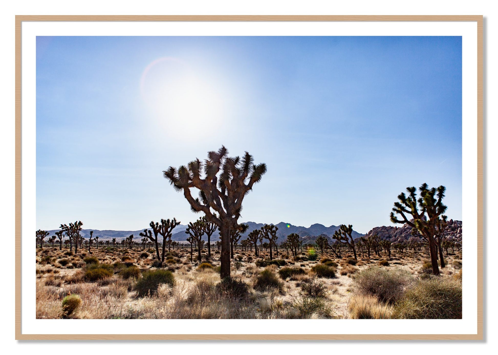 Framed photograph of Joshua Tree by Dylan Ozanich, Oak frame, Borders