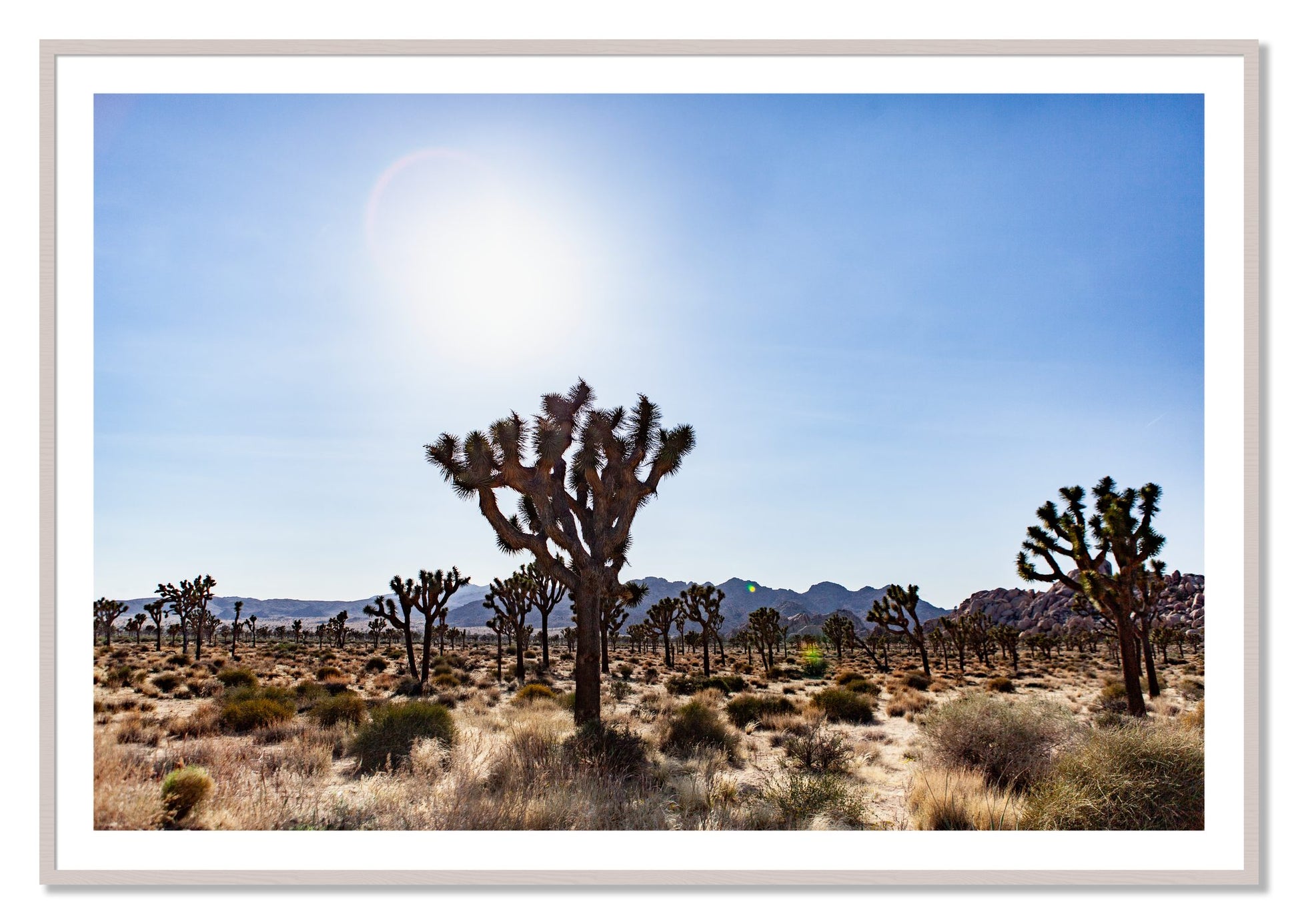 Framed photograph of Joshua Tree by Dylan Ozanich, White Maple frame, Borders