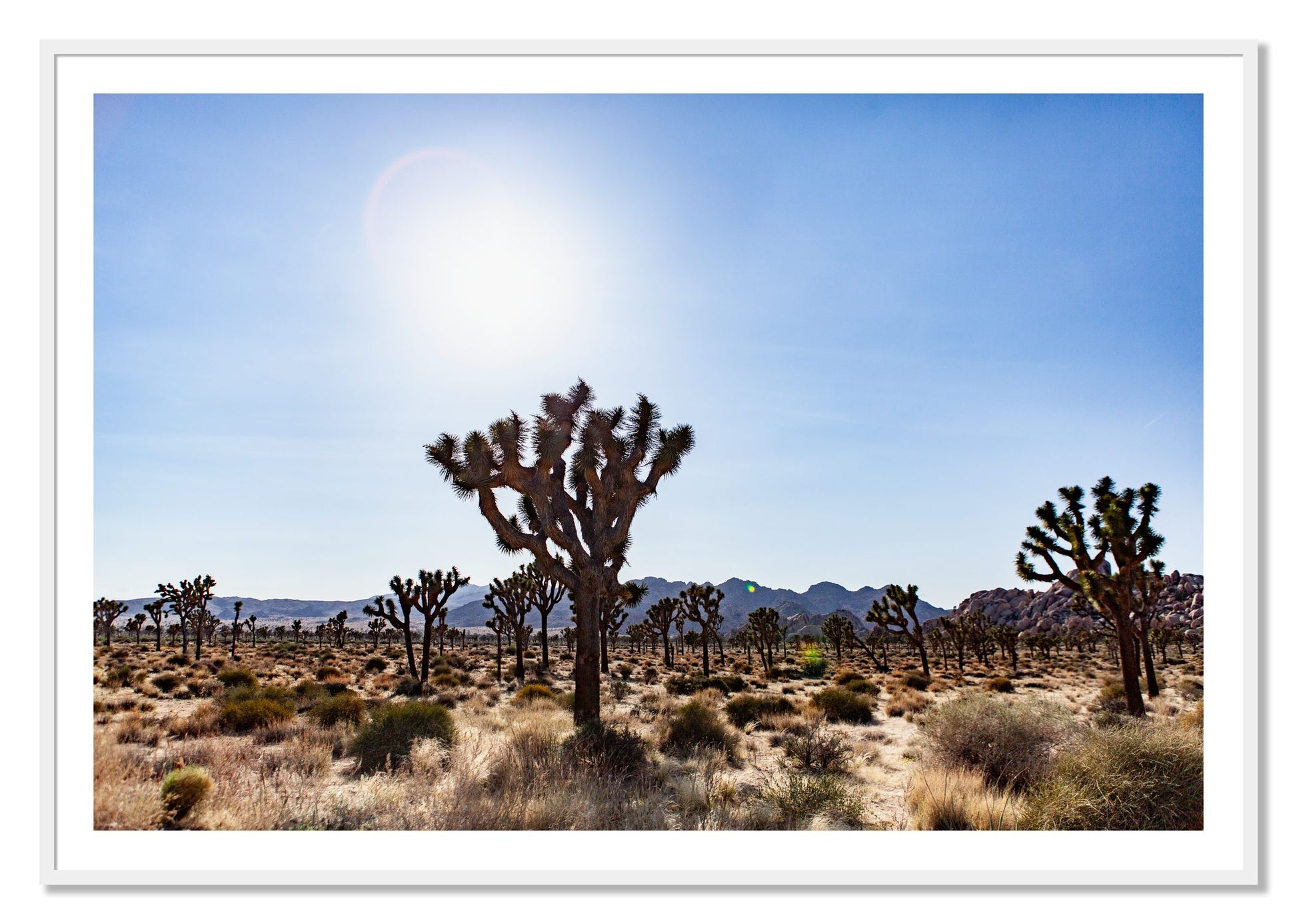 Framed photograph of Joshua Tree by Dylan Ozanich, White frame, Borders