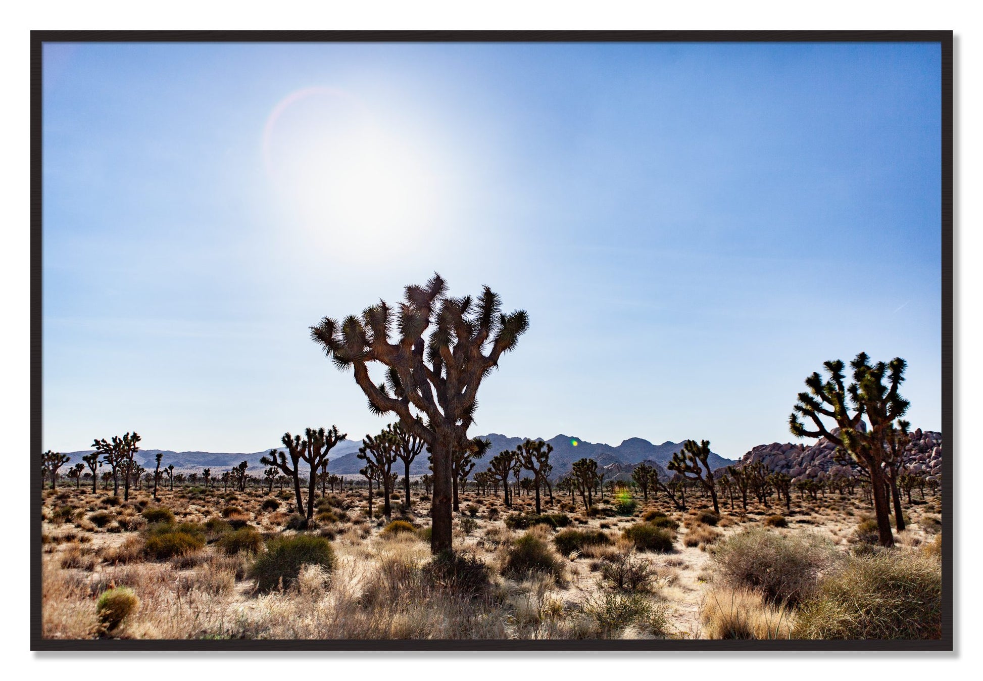 Framed photograph of Joshua Tree by Dylan Ozanich, Black Walnut frame, Full Bleed