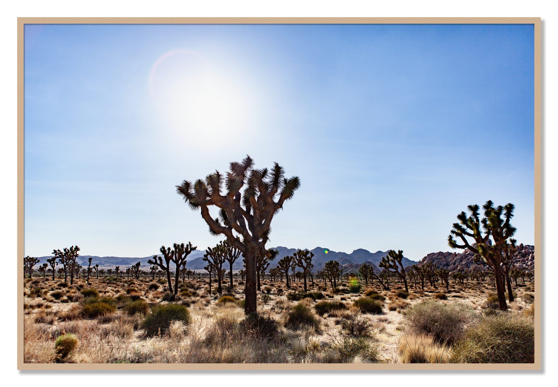 Framed photograph of Joshua Tree by Dylan Ozanich, Oak frame, Full Bleed