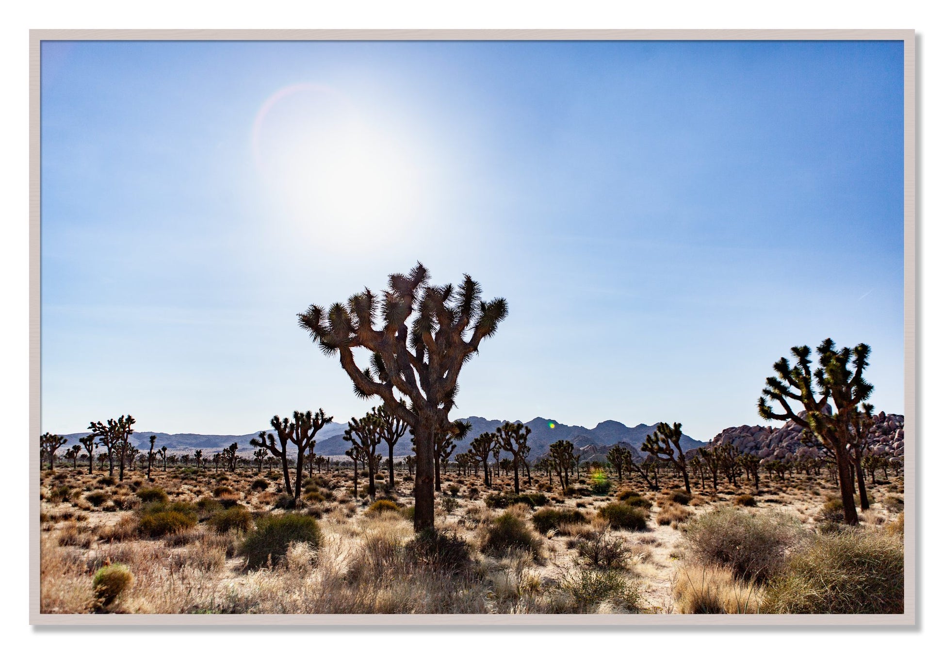 Framed photograph of Joshua Tree by Dylan Ozanich, White Maple frame, Full Bleed