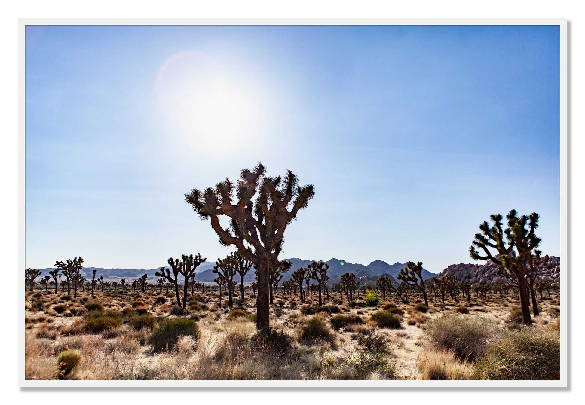 Framed photograph of Joshua Tree by Dylan Ozanich, White frame, Full Bleed