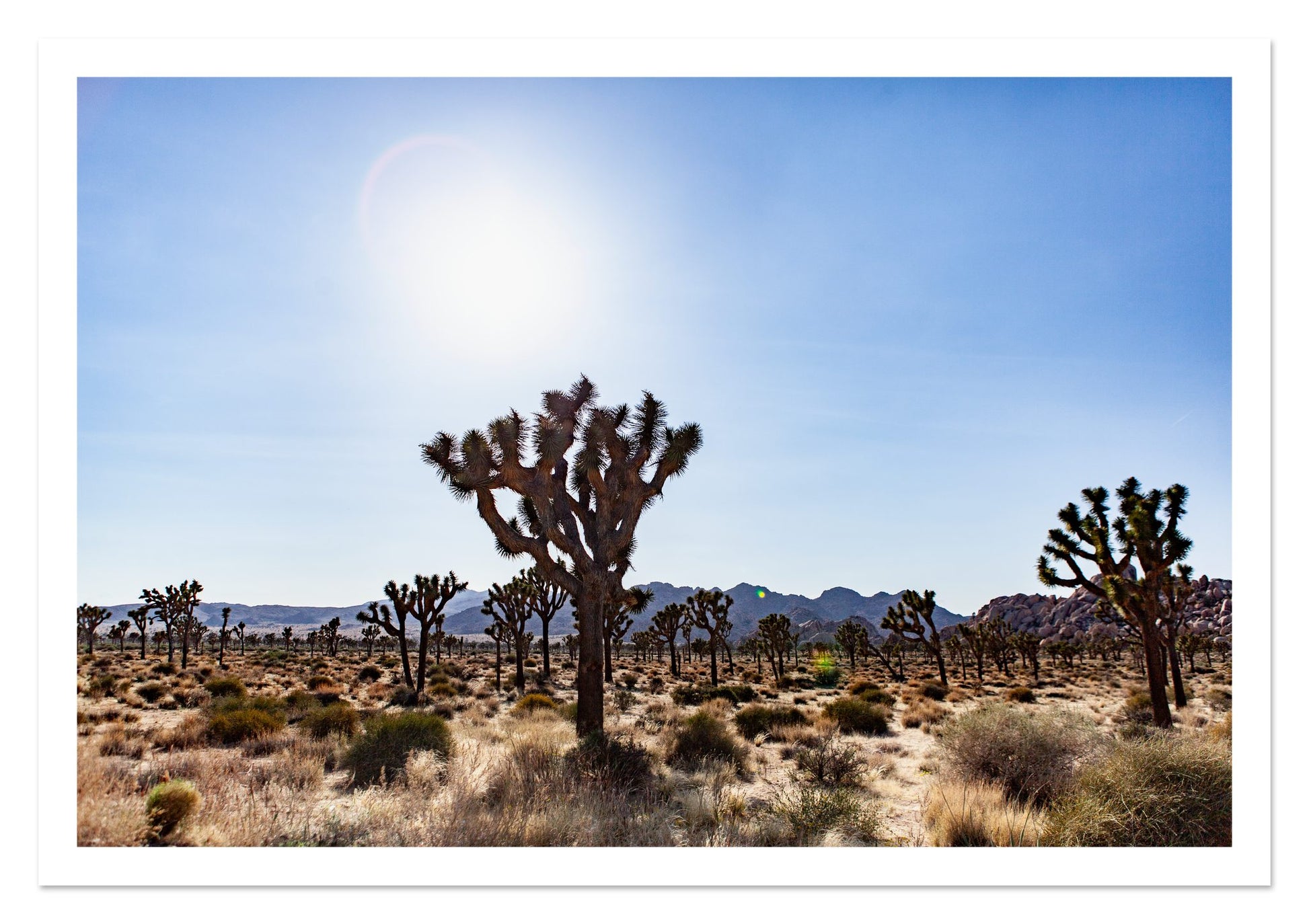 Fine art print of Joshua Tree by Dylan Ozanich, unframed