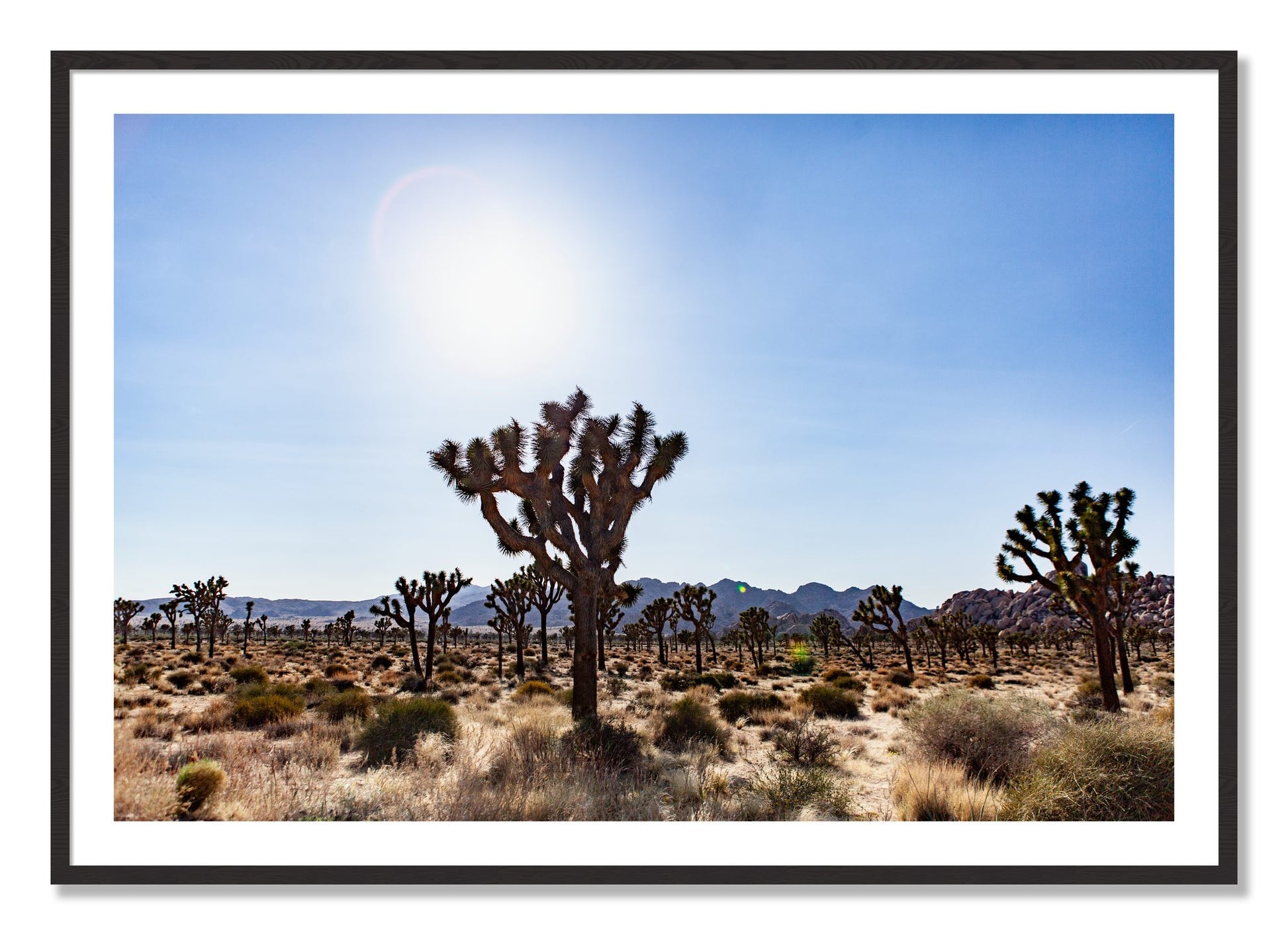 Framed photograph of Joshua Tree by Dylan Ozanich, Black Walnut frame, Borders