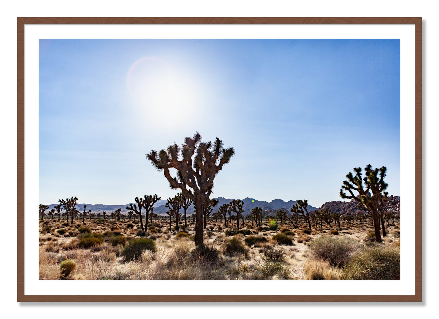 Framed photograph of Joshua Tree by Dylan Ozanich, Walnut frame, Borders