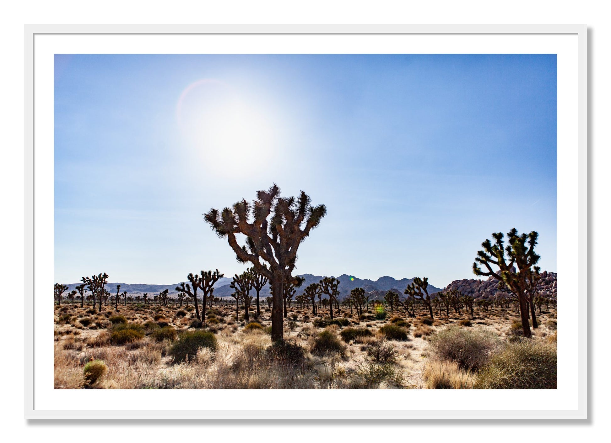Framed photograph of Joshua Tree by Dylan Ozanich, White frame, Borders