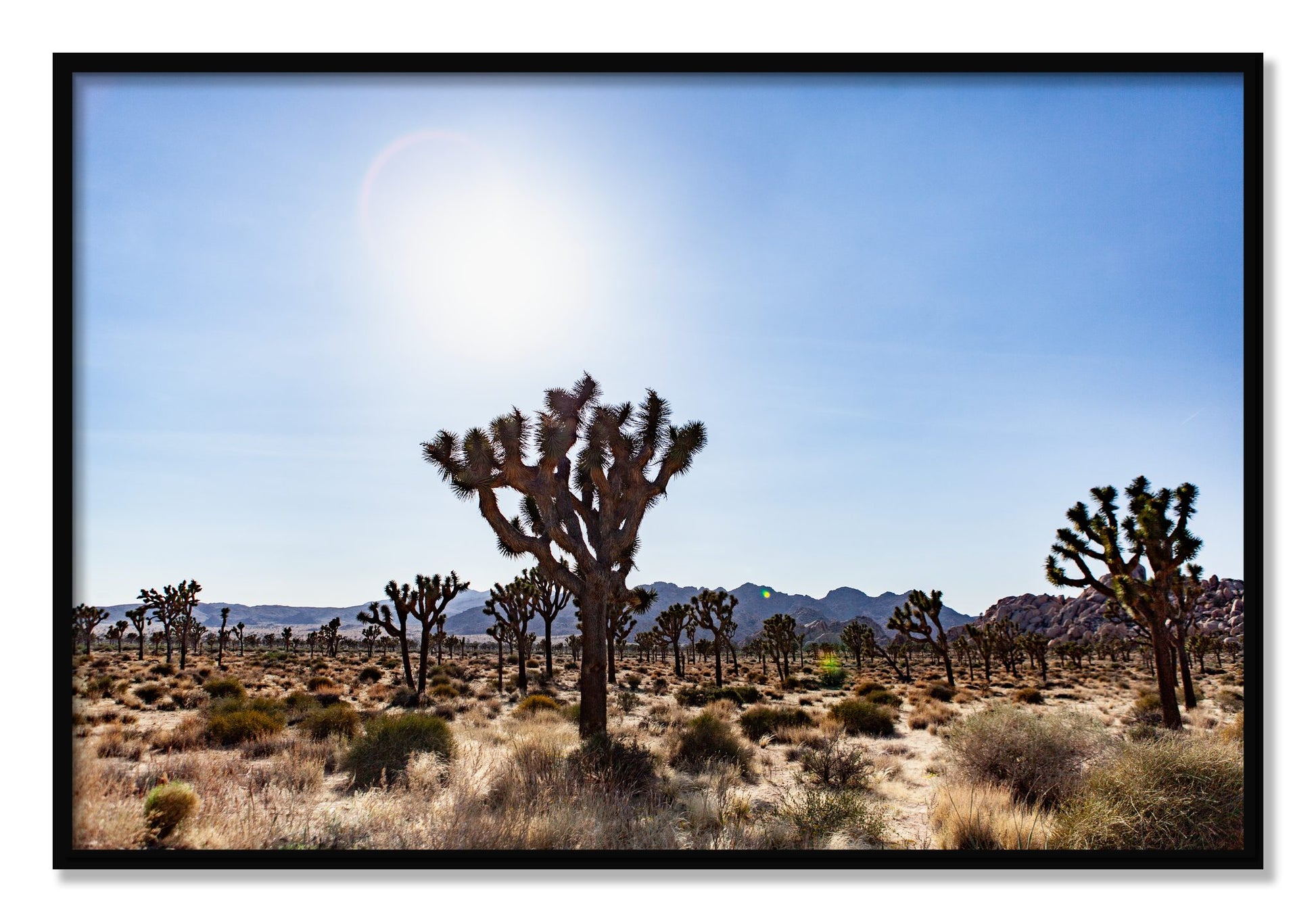 Framed photograph of Joshua Tree by Dylan Ozanich, Black frame, Full Bleed