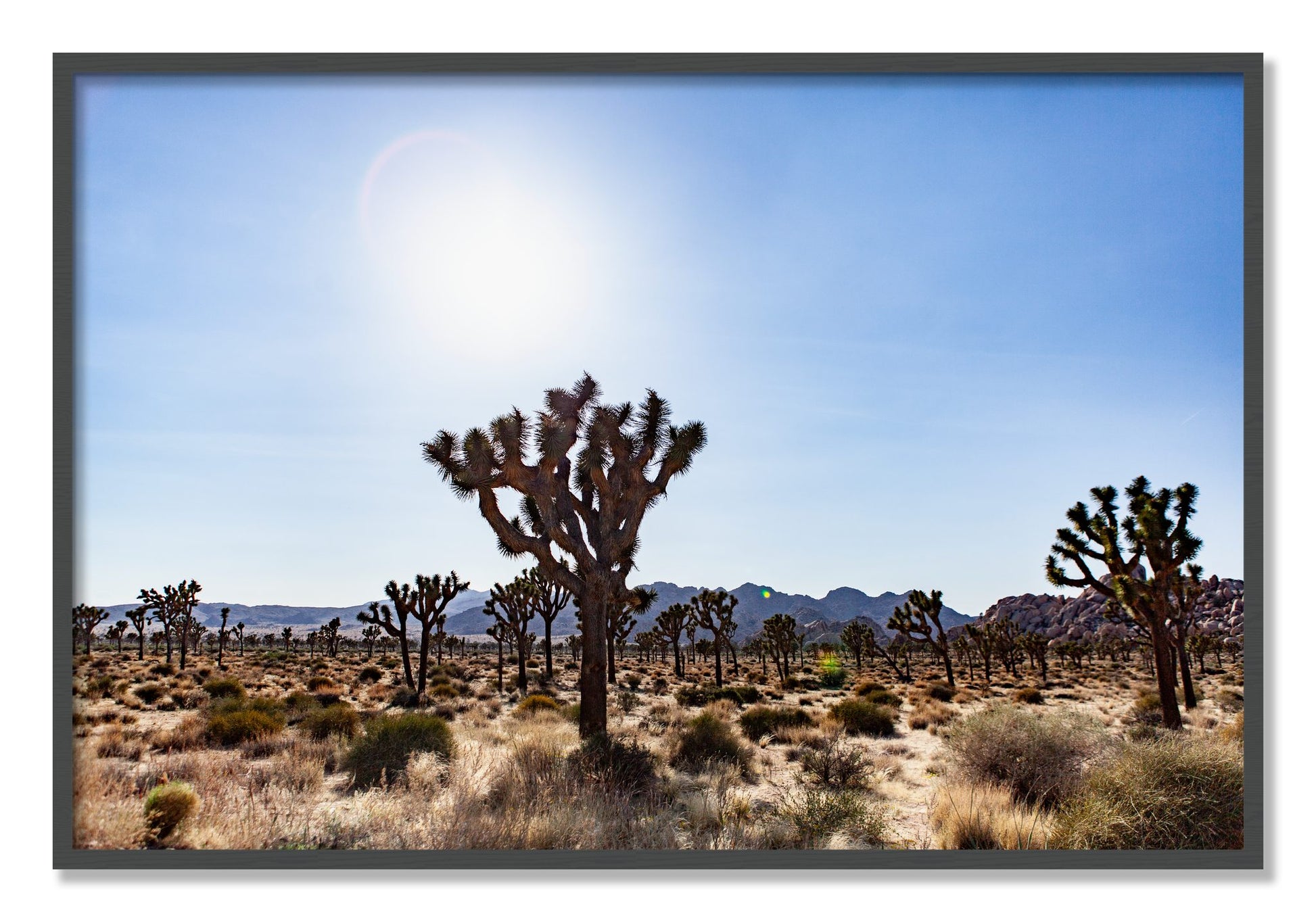 Framed photograph of Joshua Tree by Dylan Ozanich, Grey frame, Full Bleed