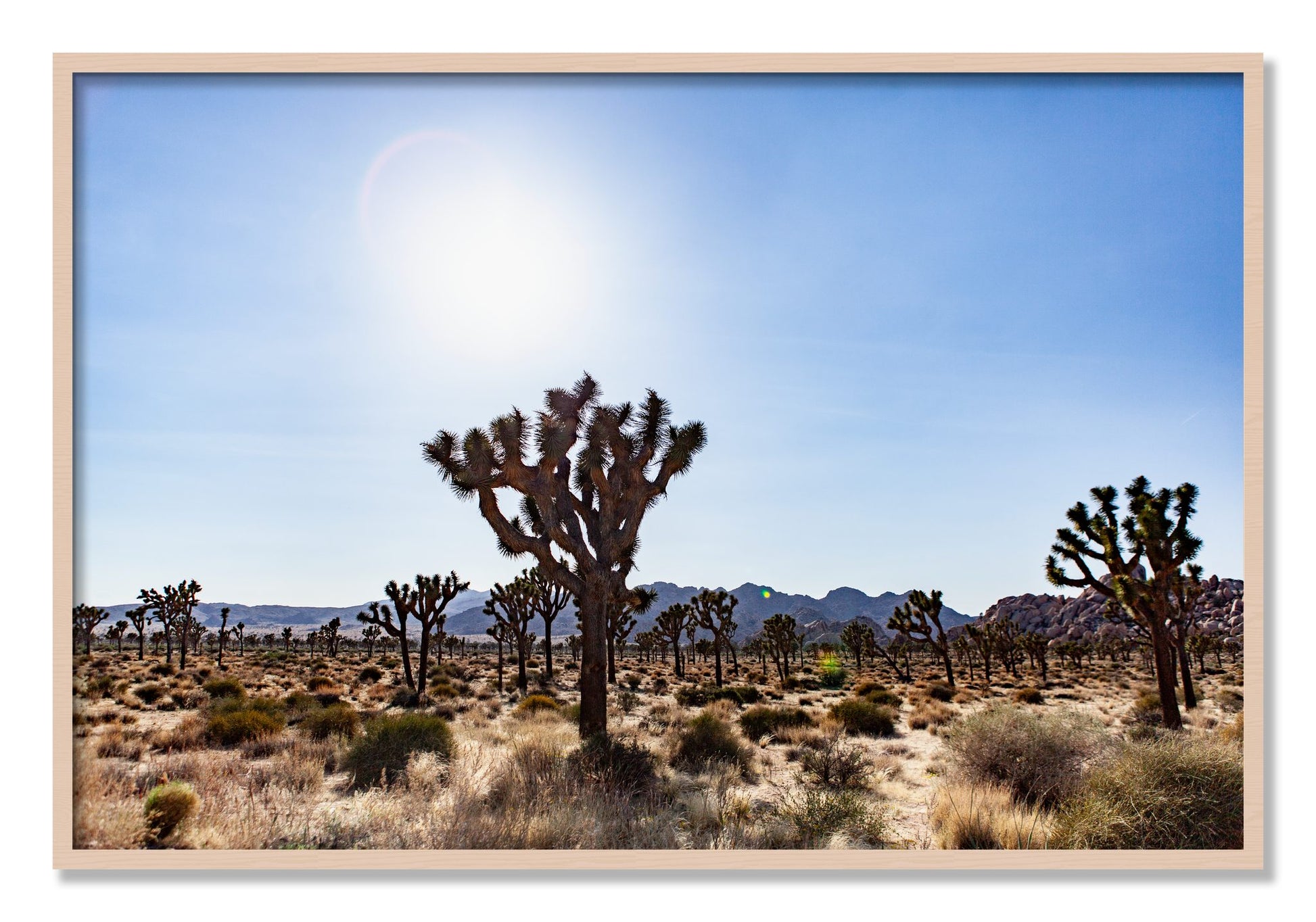 Framed photograph of Joshua Tree by Dylan Ozanich, Maple frame, Full Bleed