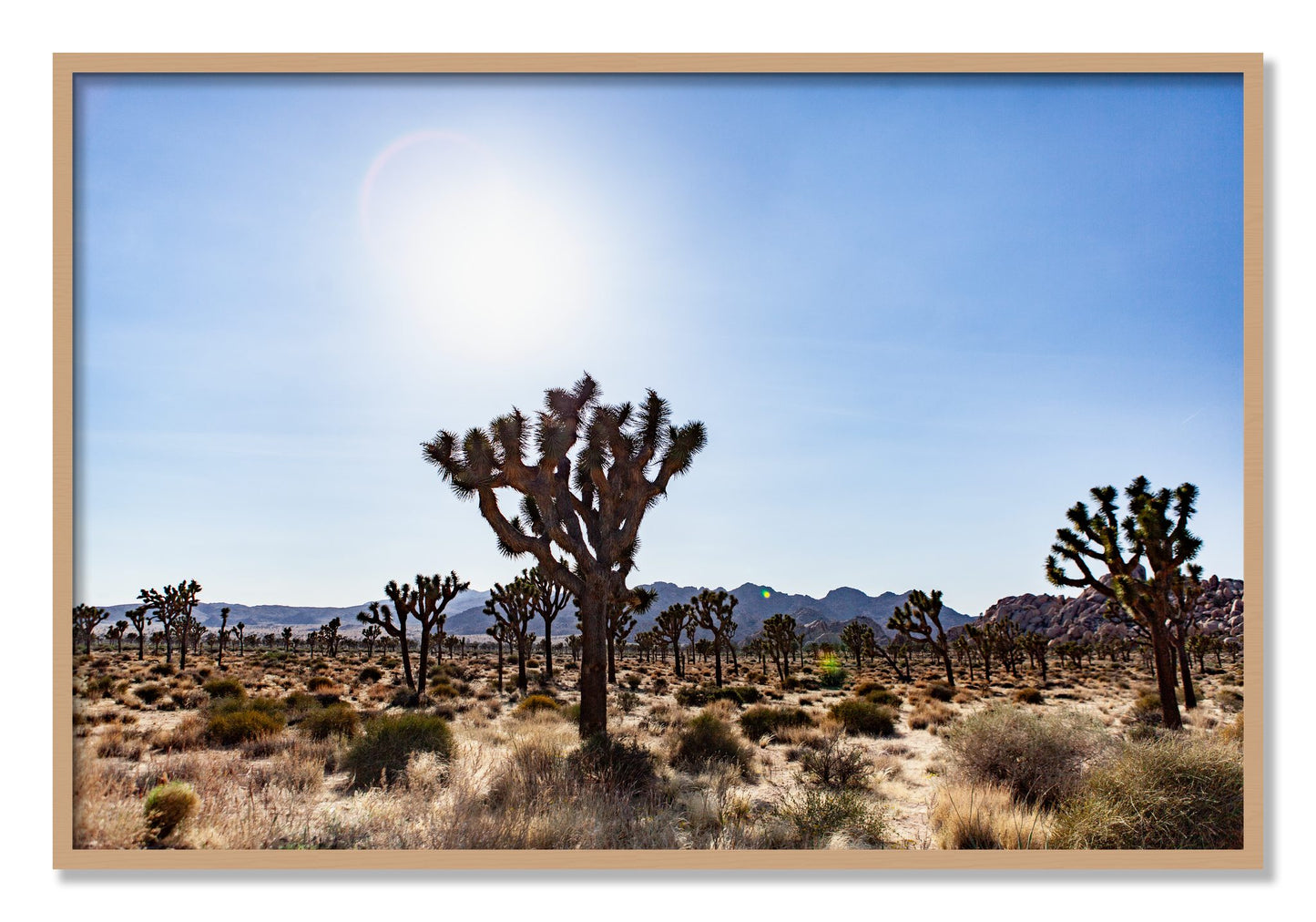 Framed photograph of Joshua Tree by Dylan Ozanich, Oak frame, Full Bleed