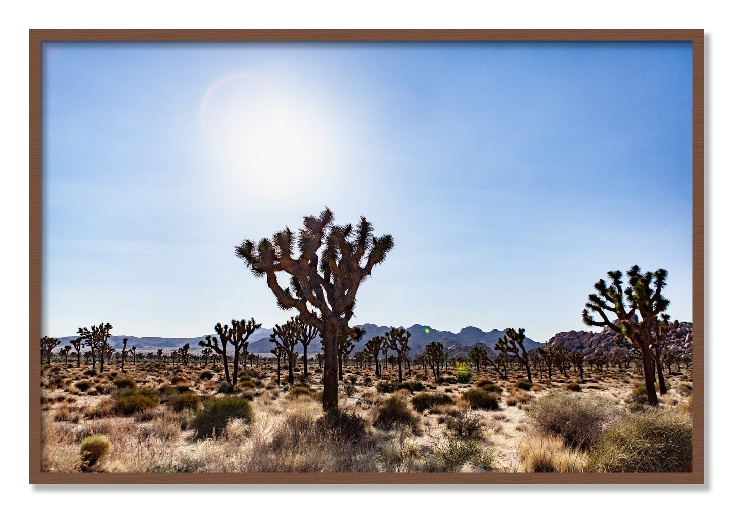 Framed photograph of Joshua Tree by Dylan Ozanich, Walnut frame, Full Bleed