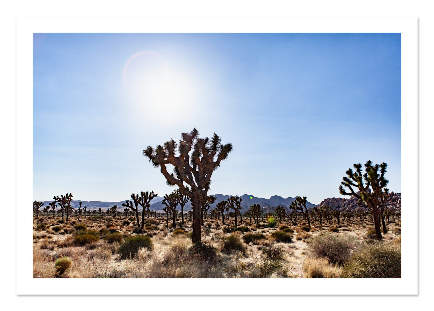 Fine art print of Joshua Tree by Dylan Ozanich, unframed