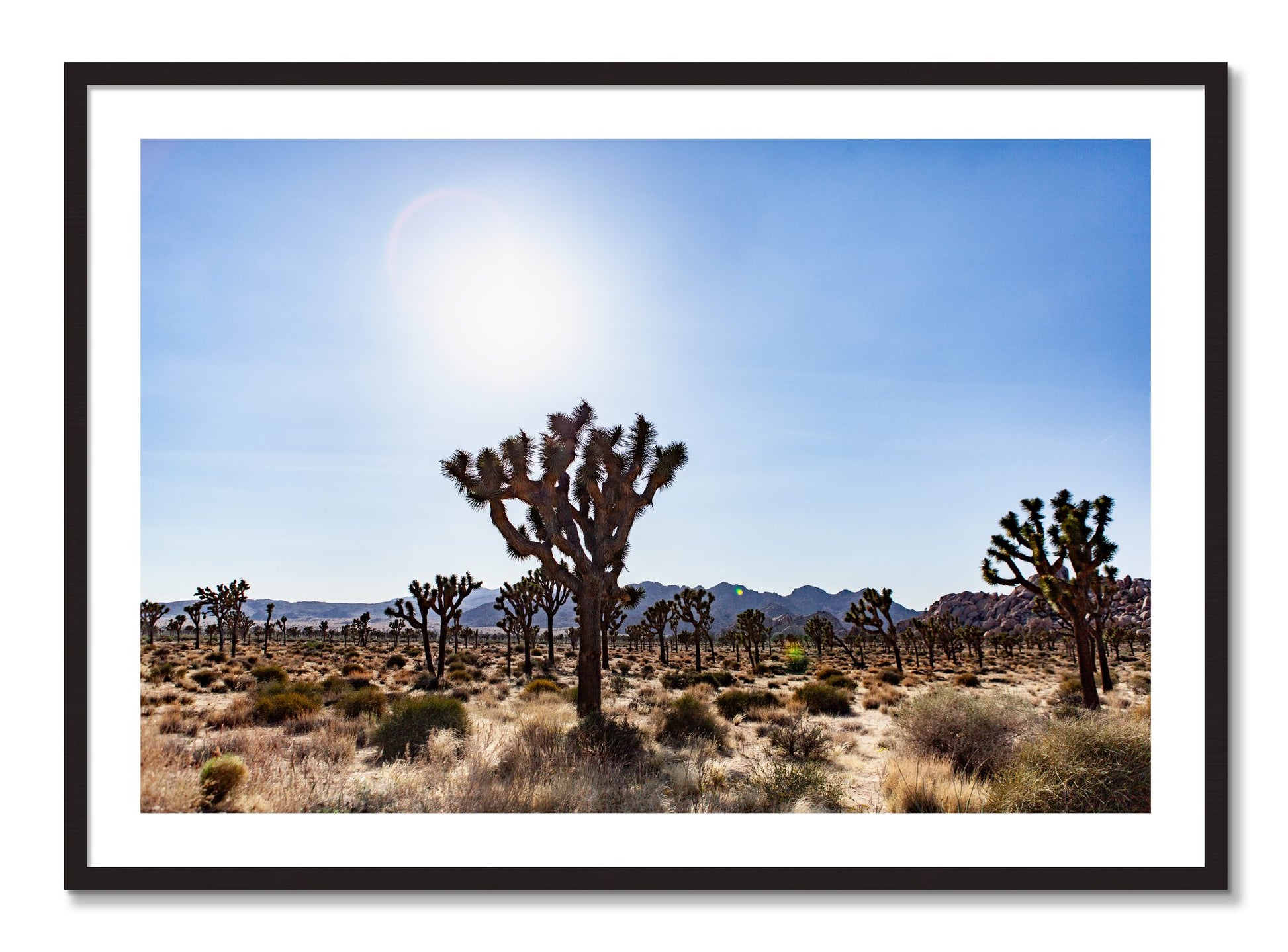 Framed photograph of Joshua Tree by Dylan Ozanich, Black Walnut frame, Borders