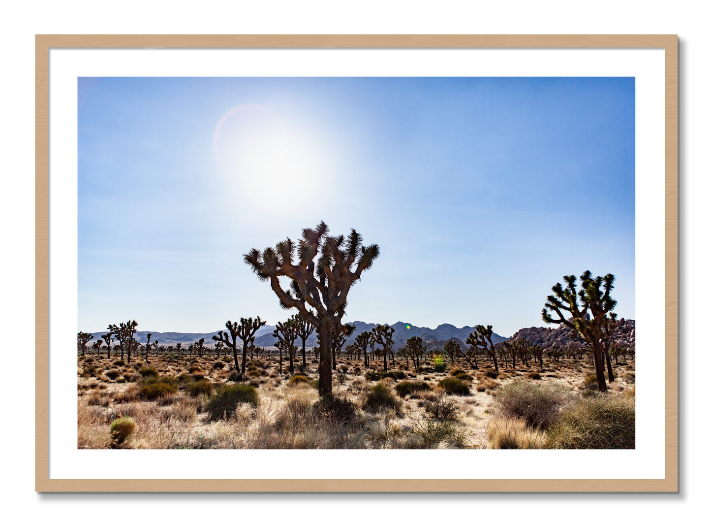 Framed photograph of Joshua Tree by Dylan Ozanich, Oak frame, Borders