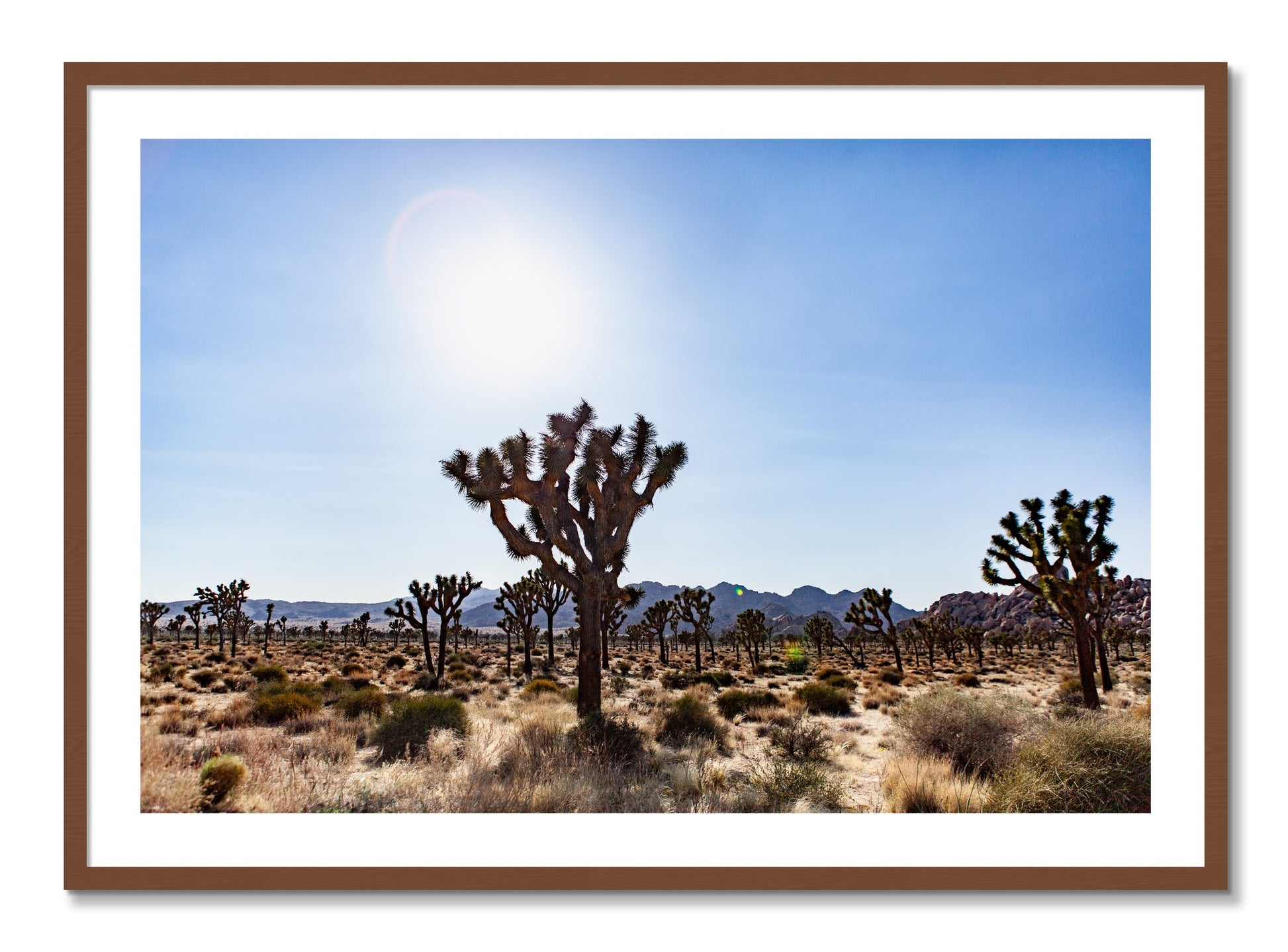 Framed photograph of Joshua Tree by Dylan Ozanich, Walnut frame, Borders
